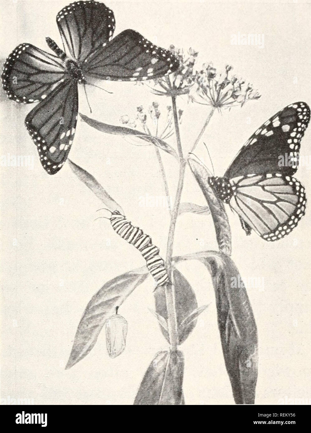 A Civic Biology Presented In Problems Biology Sanitation Interrelations Of Plants And Animals 33 Formation Of Pupa After A Life Of A Few Weeks At Most The Caterpillar Stops