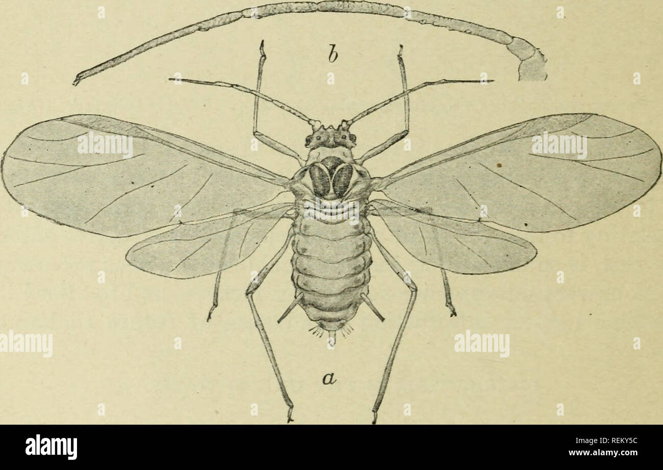 . Circular. Insects. Fig. 2.—The spring- grain-aphis or &quot;green bug&quot; (Toxoptera graminum) : a, Wingless female ; b, larva ; c, pupa. Much enlarged. (From Fergande.) lantic coast to an elevation of nearly 8,000 feet in New Mexico, and from eastern Washington, southern Montana, northwestern Minne- sota, southern Wisconsin, northern Ohio, and southern Pennsylvania southward to extreme southern South Carolina, southern Texas, and. Fig. 3.—The spring grain-aphis or &quot;green bug&quot; {Toxoptera graminum) : a, Winged mi- grant ; b, antenna of same, a, Much enlarged ; b, highly magnified. Stock Photo