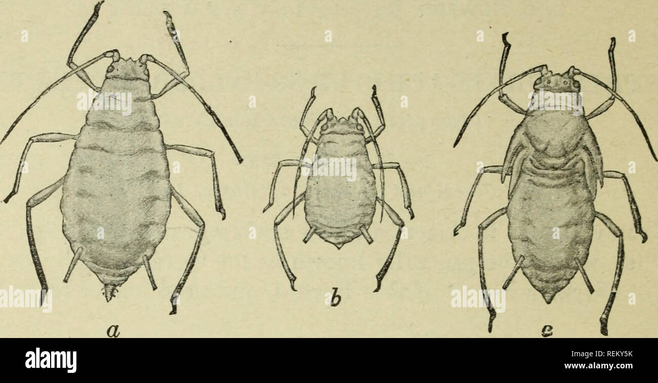 . Circular. Insects. 2 presence of young graving wheat, oats, barley, or rye; and, second, weather conditions favoring its rapid increase and unfavorable for the development of its natural enemies. It will breed freely in the fields from an altitude of less than 20 feet above sea level on the At-. Fig. 2.—The spring- grain-aphis or &quot;green bug&quot; (Toxoptera graminum) : a, Wingless female ; b, larva ; c, pupa. Much enlarged. (From Fergande.) lantic coast to an elevation of nearly 8,000 feet in New Mexico, and from eastern Washington, southern Montana, northwestern Minne- sota, southern W Stock Photo