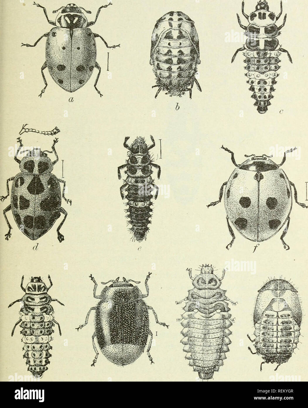 . Circular. Insects. 7 quently mistaken for the parent of the aphides. Another very efficient enemy, the nine-spotted ladybird, is shown in figure 3,/!, g. One of the most abundant syrphus-fly enemies is illustrated by figure 4.. g h i j Fig. 3.—a, Adult of convergent ladybird (Hippodamia convergent); b, pupa of same; c, larva of same; adult of spotted ladybird {Megilla maculata); e, larva of same; /, adult of nine-spotted ladybird (Coccinella 9-notata); g, larva of same; h, adult of Scymnusterminatus; i, larva of same; j, pupa of same. All enlarged; size indicated by hair line at right (autho Stock Photo