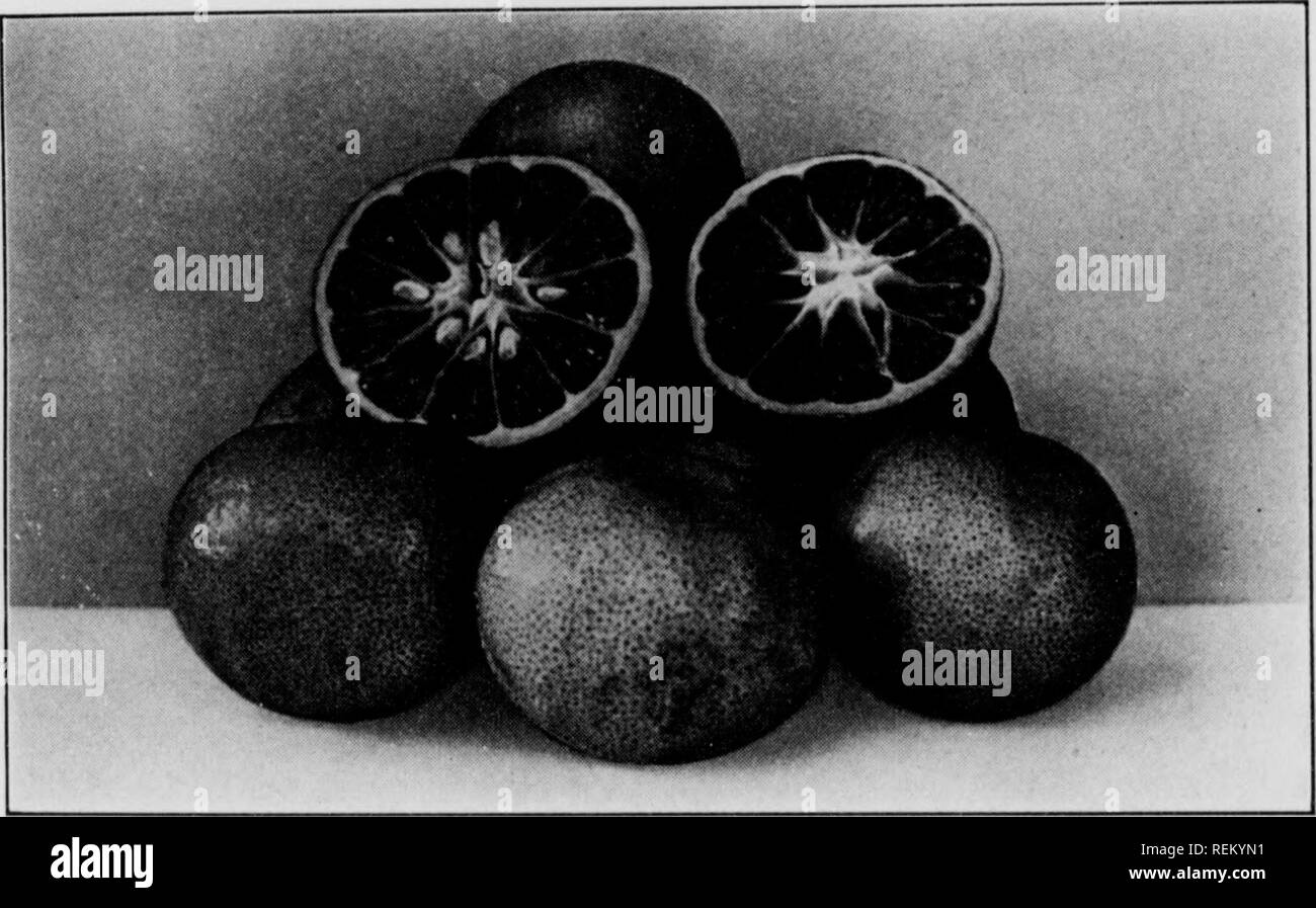 Orange fruit Black and White Stock Photos & Images - Alamy