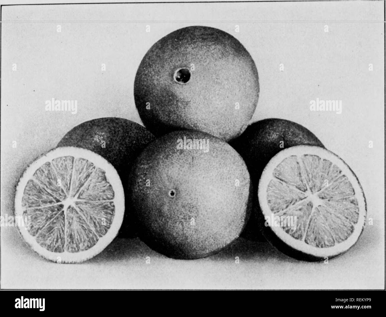 . Cirtus fruits under irragation. Citrus fruits; Fruit-culture. rJTRTTR FRTTTTS TIN OR R TRRirTATTDN S21 Soon after, two trees propagated from the original trees l)y Mr. Sanders were sent to Riverside, California. After coming into bearing they attracted much attention from growers, because the fruit seemed to be especially adapted to California conditions. The variety soon became very popular, and at the present time it is the most extensively planted and most popular variety of its season both in California and in Arizona. Sta- tistics show that about three-quarters of the oranges produced i Stock Photo