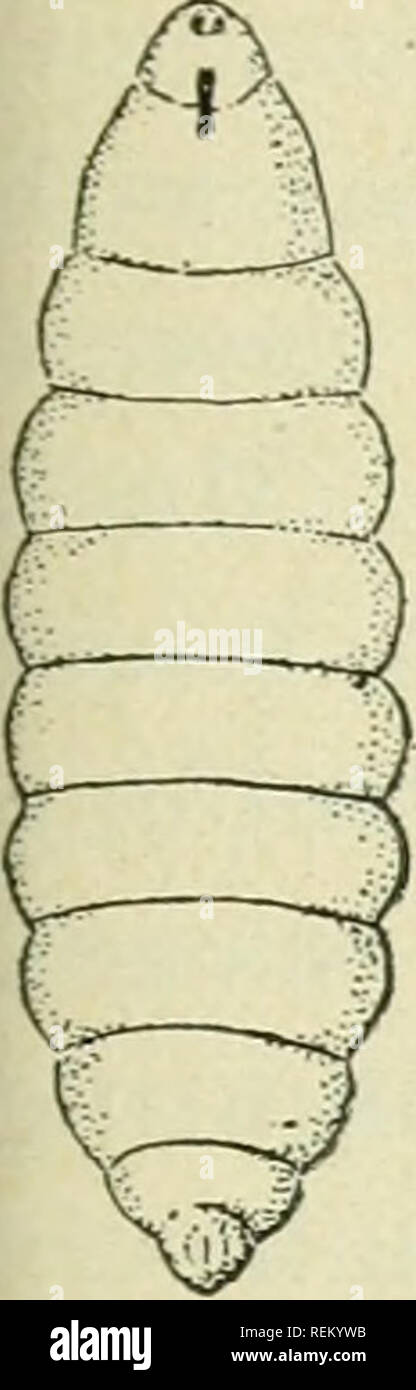 . Circular. Insects. 3 size, it is at first white and afterwards ...