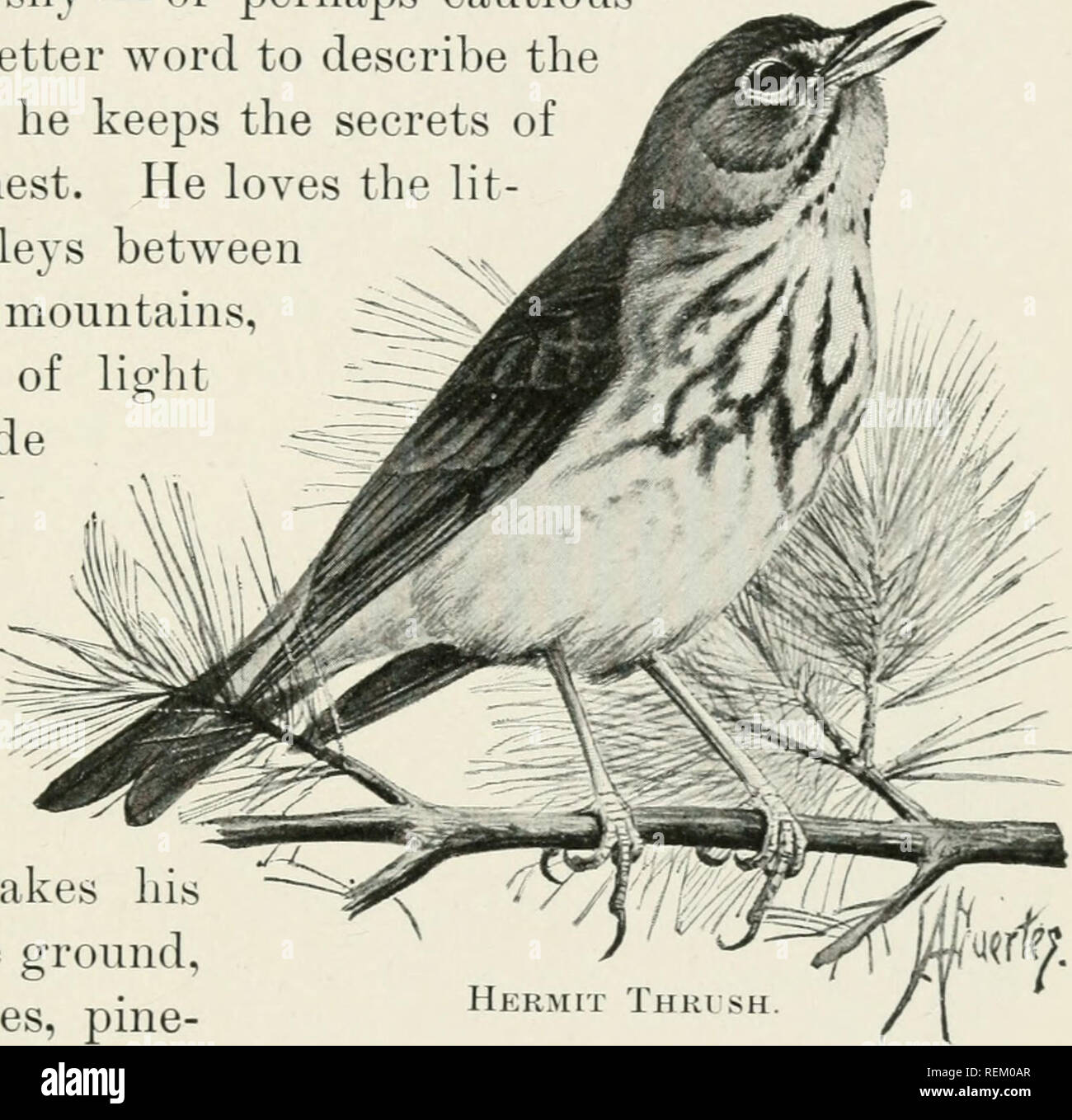 Citizen bird. Scenes from bird-life in plain english for beginners. A  SILVEB-TONGUED FAMILY 111 his tail about when he feeds on the ground,  giving a little warning call that sounds like '