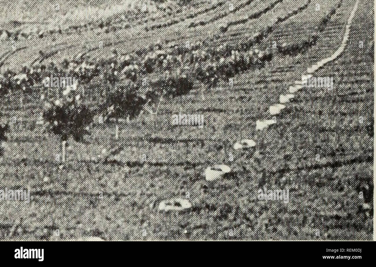 . Citrus culture in California. Citrus fruits; Fruit-culture. Irrigation by contour furrows. (From Ext. Cir. 16.) large extent upon the type of soil, but runs of 300 feet or less are prefer- able to longer runs. The water is usually run through to the end of the furrow and the valves in the hydrant adjusted so that there will be little, if any, runoff of water at the lower end. The length of time required for satisfactory penetration of water into the root zone varies from 2 to 72 hours, with an average of approximately 24 hours for the various types of soil. On rolling land, contour furrows a Stock Photo