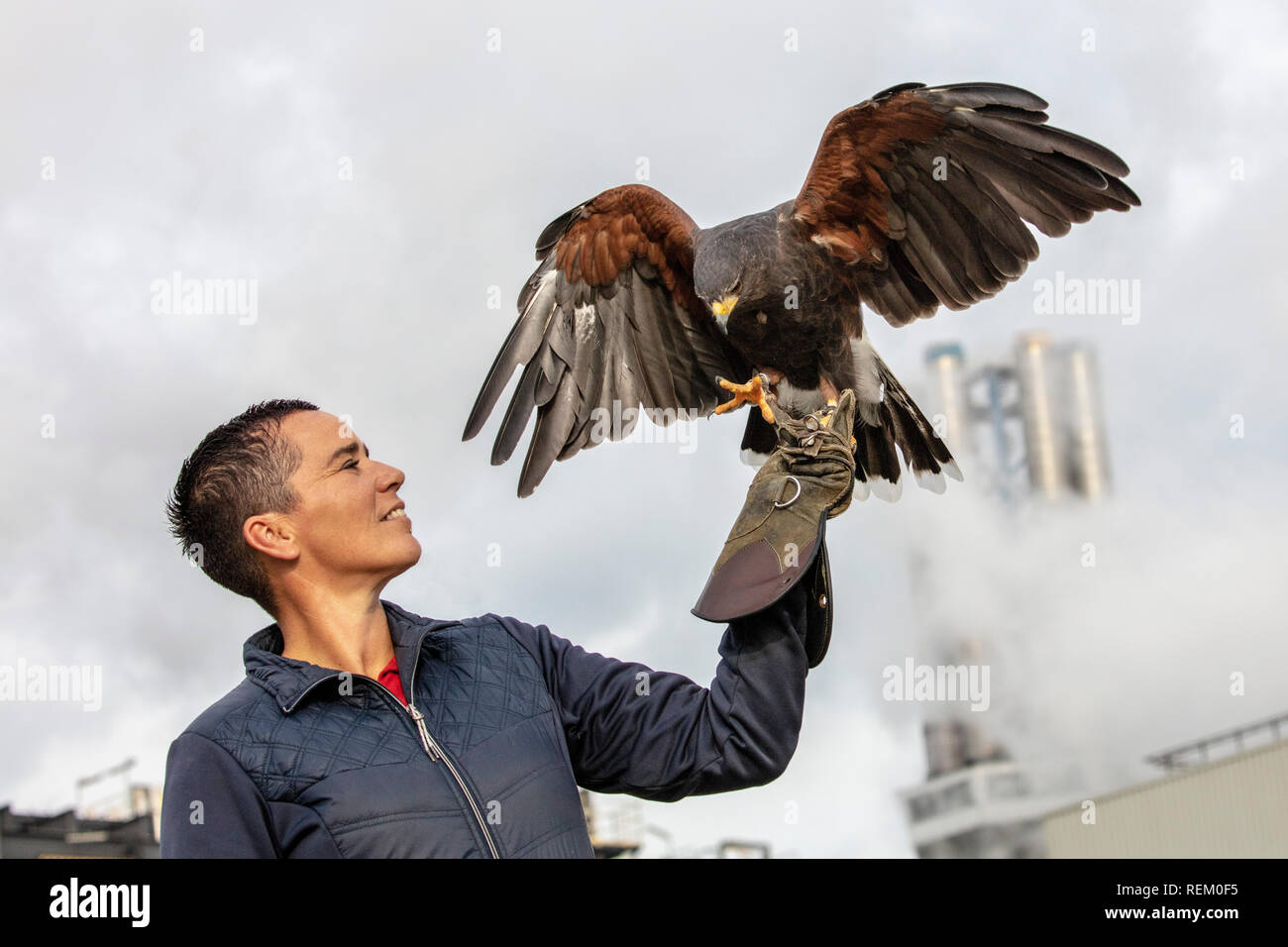 The Netherlands, Rotterdam, Port, harbour. AVR, specialises in the processing of residual waste. Falconer with Harris's hawk (Parabuteo unicinctus) us Stock Photo