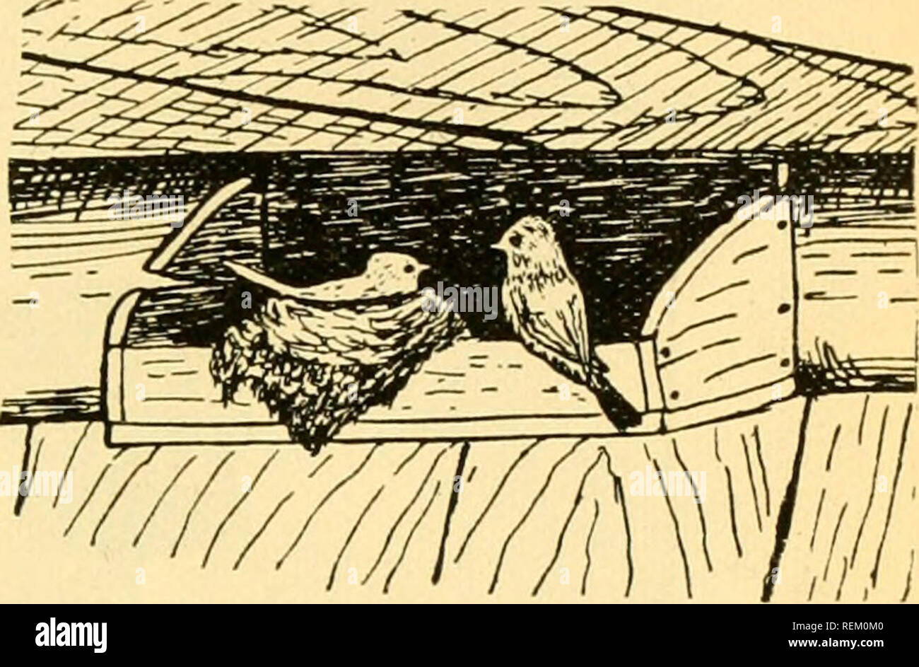 Barn Swallow Nest Box Stock Photos Barn Swallow Nest Box Stock