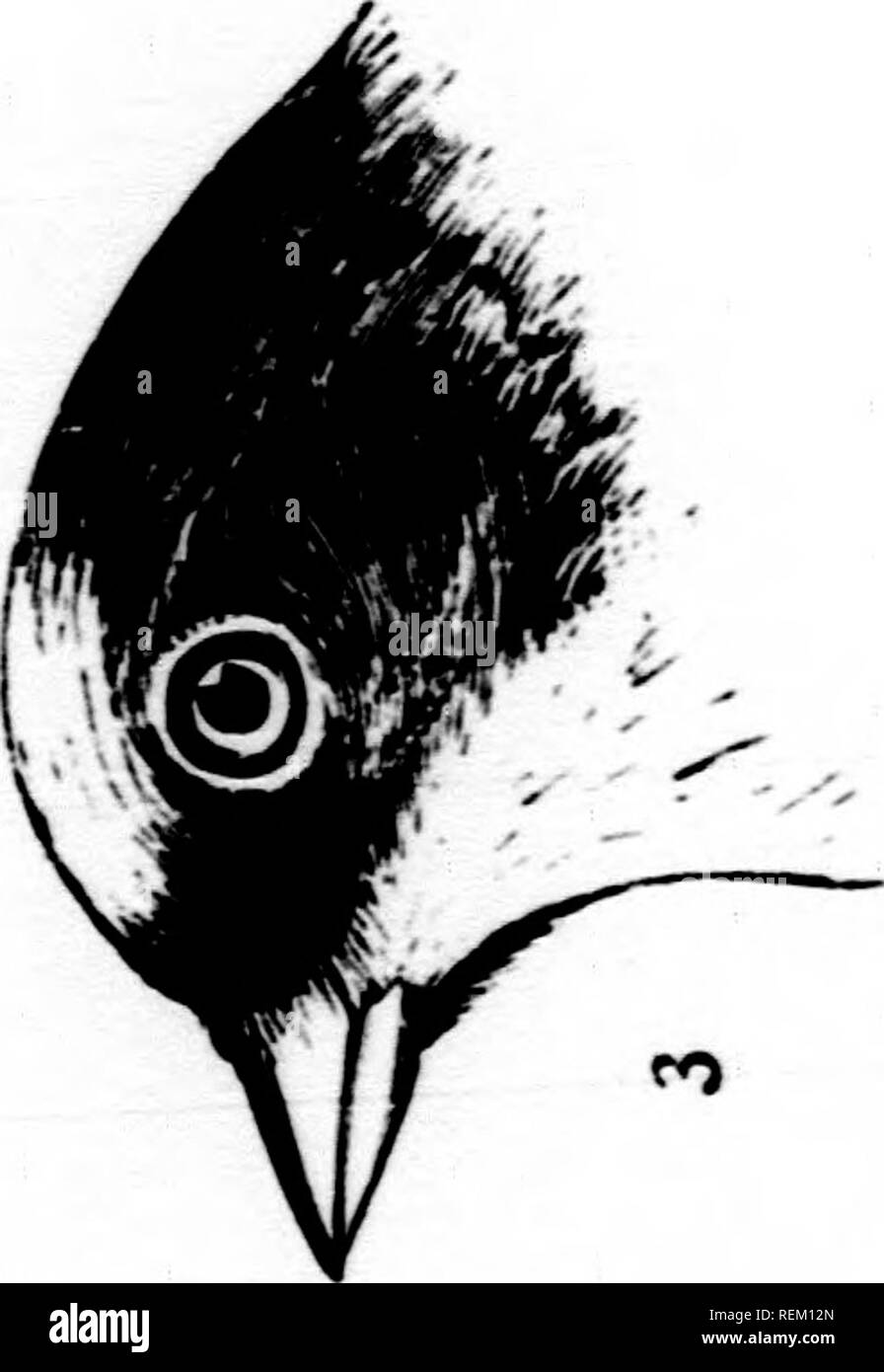 Page 287 R O B High Resolution Stock Photography And Images Alamy