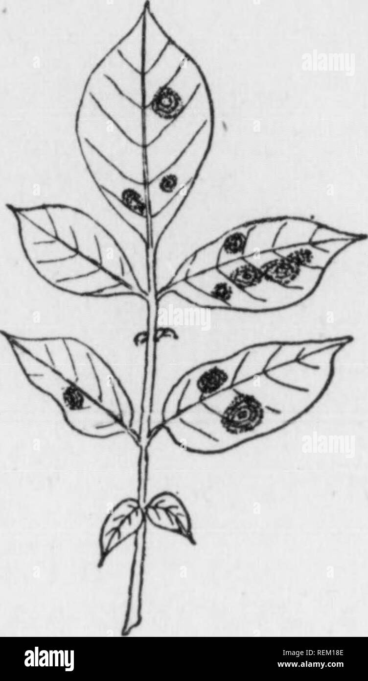 . Circular (Pennsylvania Department of Agriculture. Bureau of Zoology.), 1918. Agricultural pests; Agriculture. 17 Early Blight is distinctly a leaf spot disease which produces cir- cular or ovate brown spots with concentric lines, and can be readily distinguished from tip burn. Control:—Bordeaux mixture applied when plants are young. Fig. 16. Late Blight and Rot attack foliage causing indefi- nite brown or black areas, and if uncontrolled run down, causing large blackened irregular spots in the flesh of the tubers.. Please note that these images are extracted from scanned page images that may Stock Photo