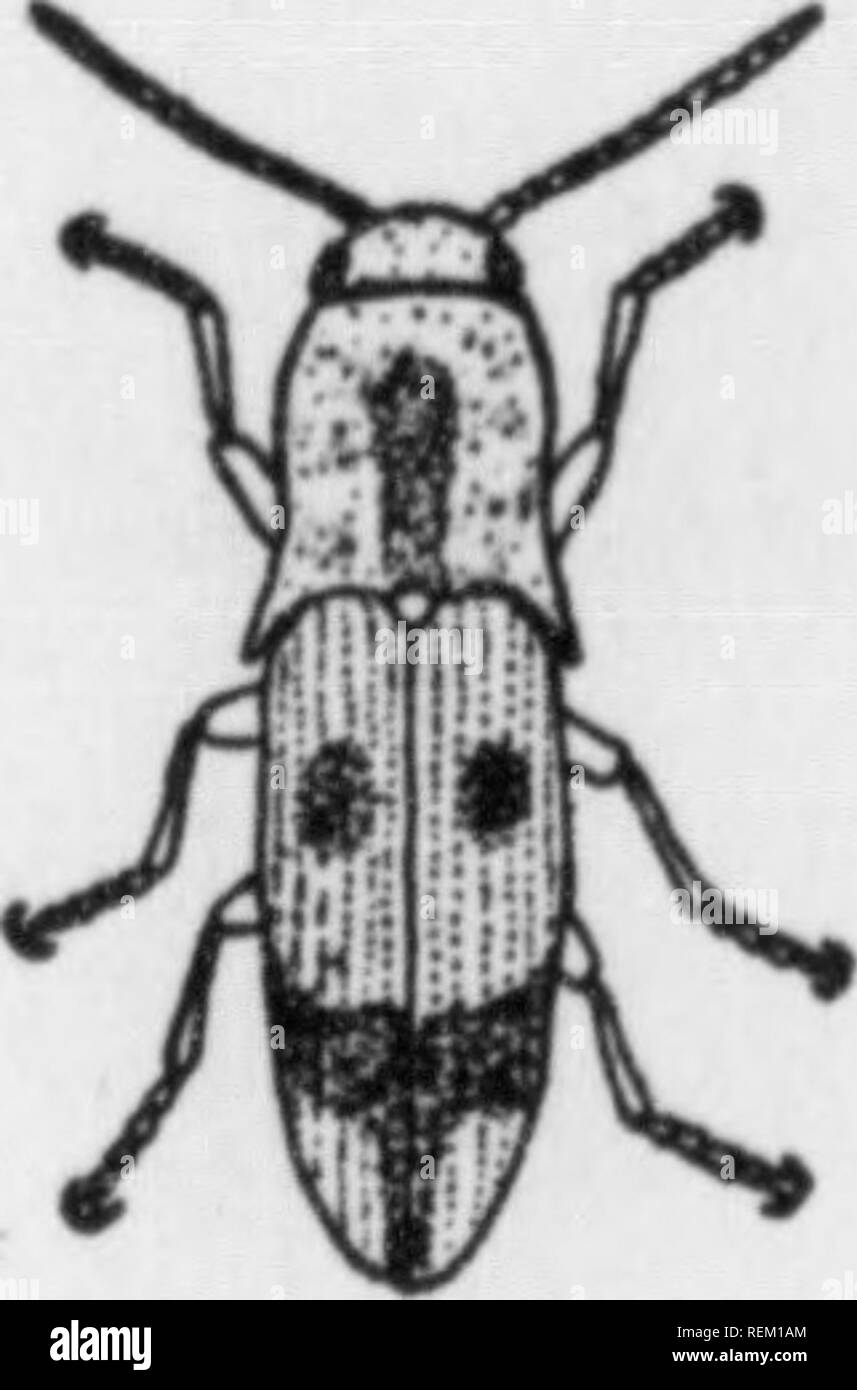 Grubs attack roots hi-res stock photography and images - Alamy