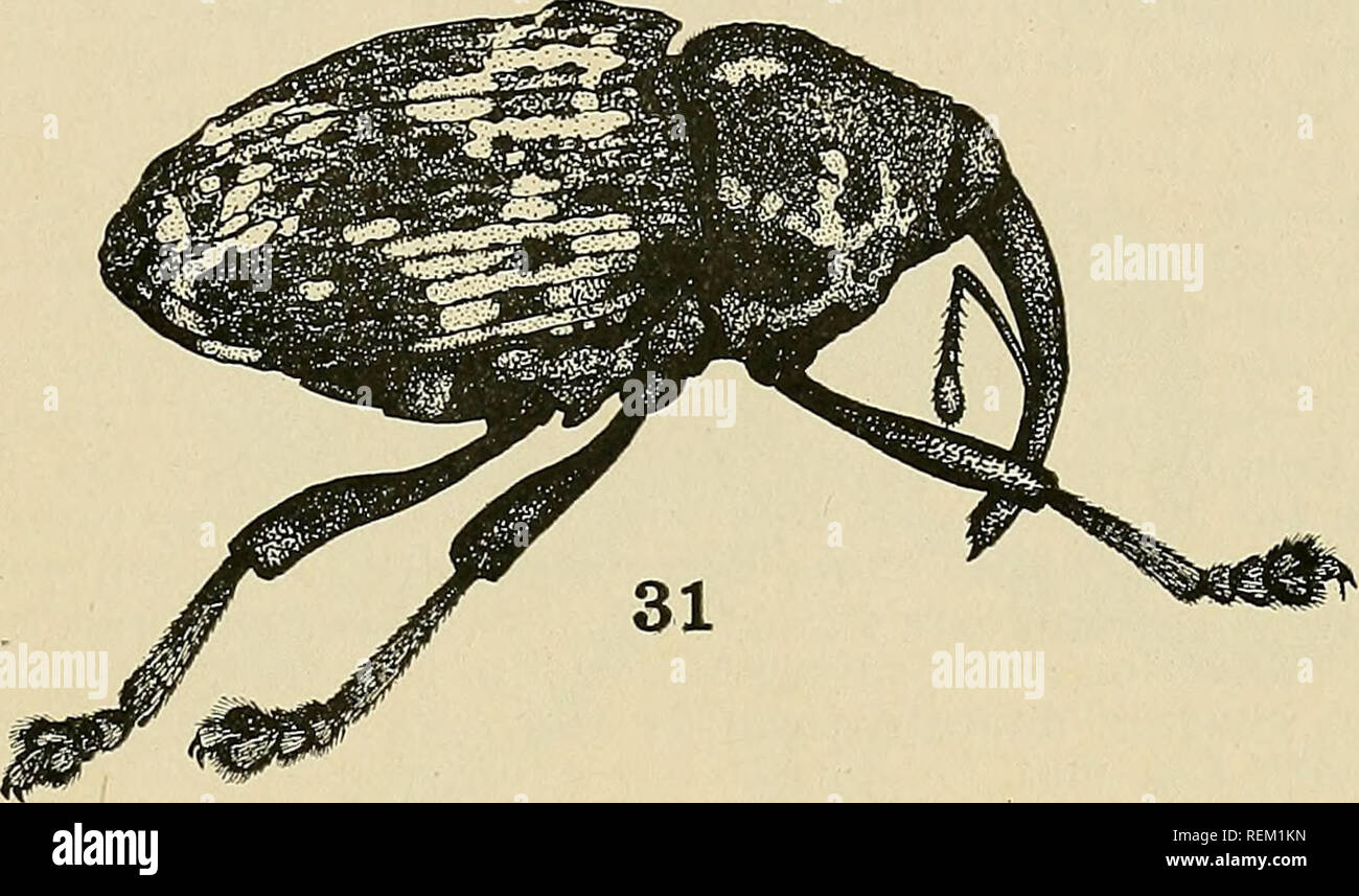 . Circular. Agriculture; Agriculture; Entomology. Insect Enemies of ...