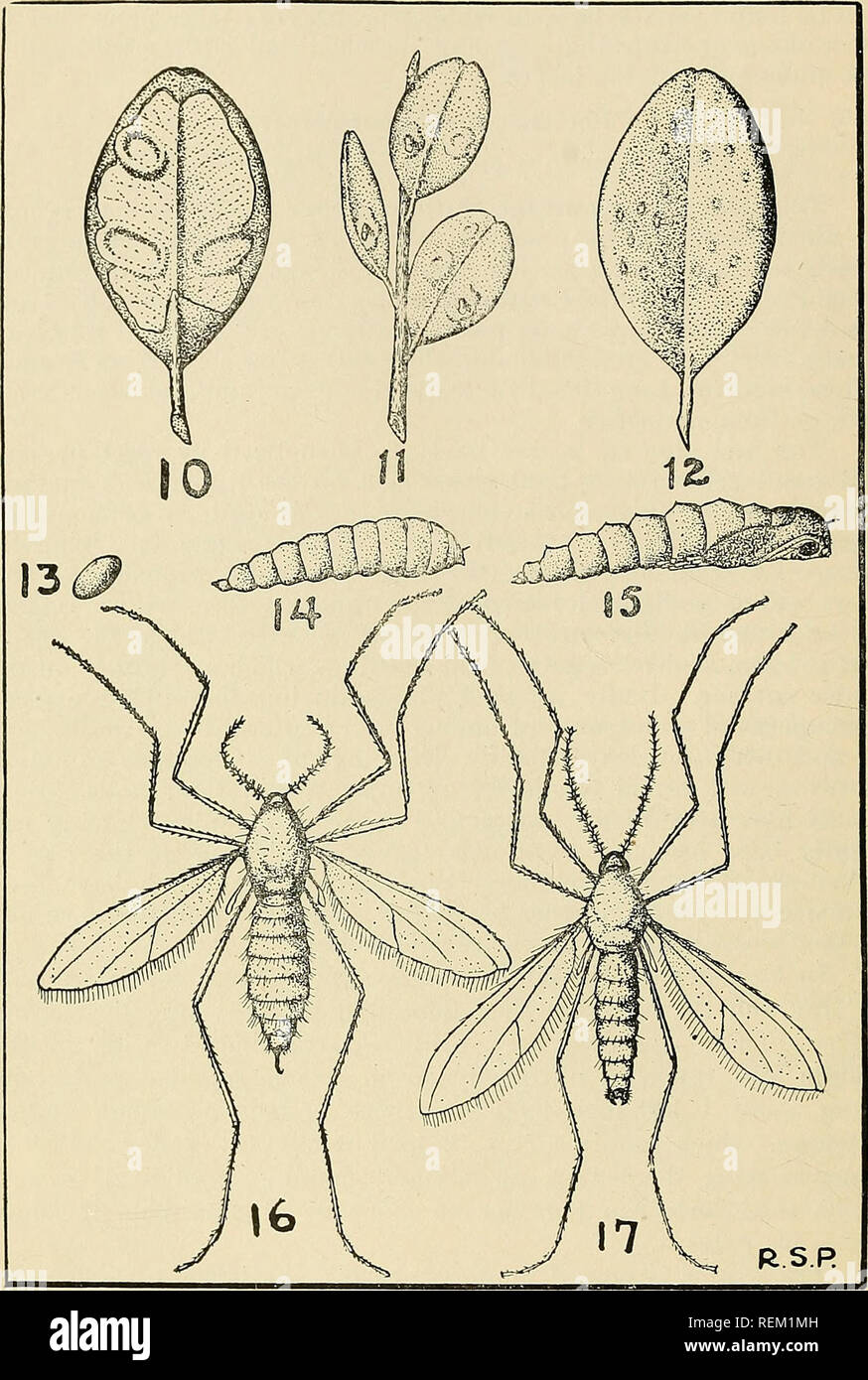. Circular. Agriculture; Agriculture; Entomology. 10 Circular 100. Fig 10 r*&quot; *^f- &quot;&quot;&gt; Fig. 11 Fig. 12. Fig. 13. Fig. 14. Fig. 15. Fig. 16. Fig. 17. Boxwood leaf with lower surface removed to show larval &quot;*q$ mines Boxwood leaves showing galls made by larvae Boxwood leaf showing distribution of eggs when many fe- males are forced to oviposit in a few leaves Egg of boxwood leaf miner Larva of boxwood leaf miner Pupa of boxwood leaf miner Female midge, Monartlwo palpus buxi Lai). Male midge, Monarthropalpus buxi Lab.. Please note that these images are extracted from scanne Stock Photo