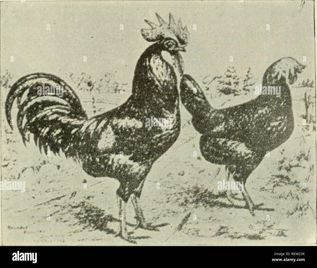 Circular Agriculture Cuba 15 Minorcas Gallinas Quot Minorcas Quot Negras Son Gallinas Originarias Del Mediterraneo Y Resultan Tener Un Poco Menos Importancia Que Las Leghorm Estas Gallinas De Un Cuerpo Remate de gallinas y pollas finas hijas de padres americanos. https www alamy com circular agriculture cuba 15 minorcas gallinas quotminorcasquot negras son gallinas originarias del mediterrneo y resultan tener un poco menos importancia que las leghorm estas gallinas de un cuerpo de mediano desarrollo pecho ancho color negro blanco cresta muy grande y ms voluminosa que la del legiiorns patillas finas aretes blancos se les considera originarias de minorca una de las islas baleares en el mar mediterrneo tal vez sea una va riedad de las espaolas negras son buenas para la mesa y se les considera como regulares productoras aqu en la estaci image232780679 html