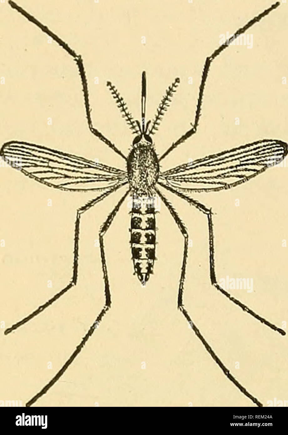 Circular. Agriculture; Agriculture; Entomology. in the form familiar to all. It pauses for a brief time resting on the discarded pupal skin until its wings dry a little, and then flies Circular. Agriculture; Agriculture; Entomology. in the form familiar to all. It pauses for a brief time resting on the discarded pupal skin until its wings dry a little, and then flies