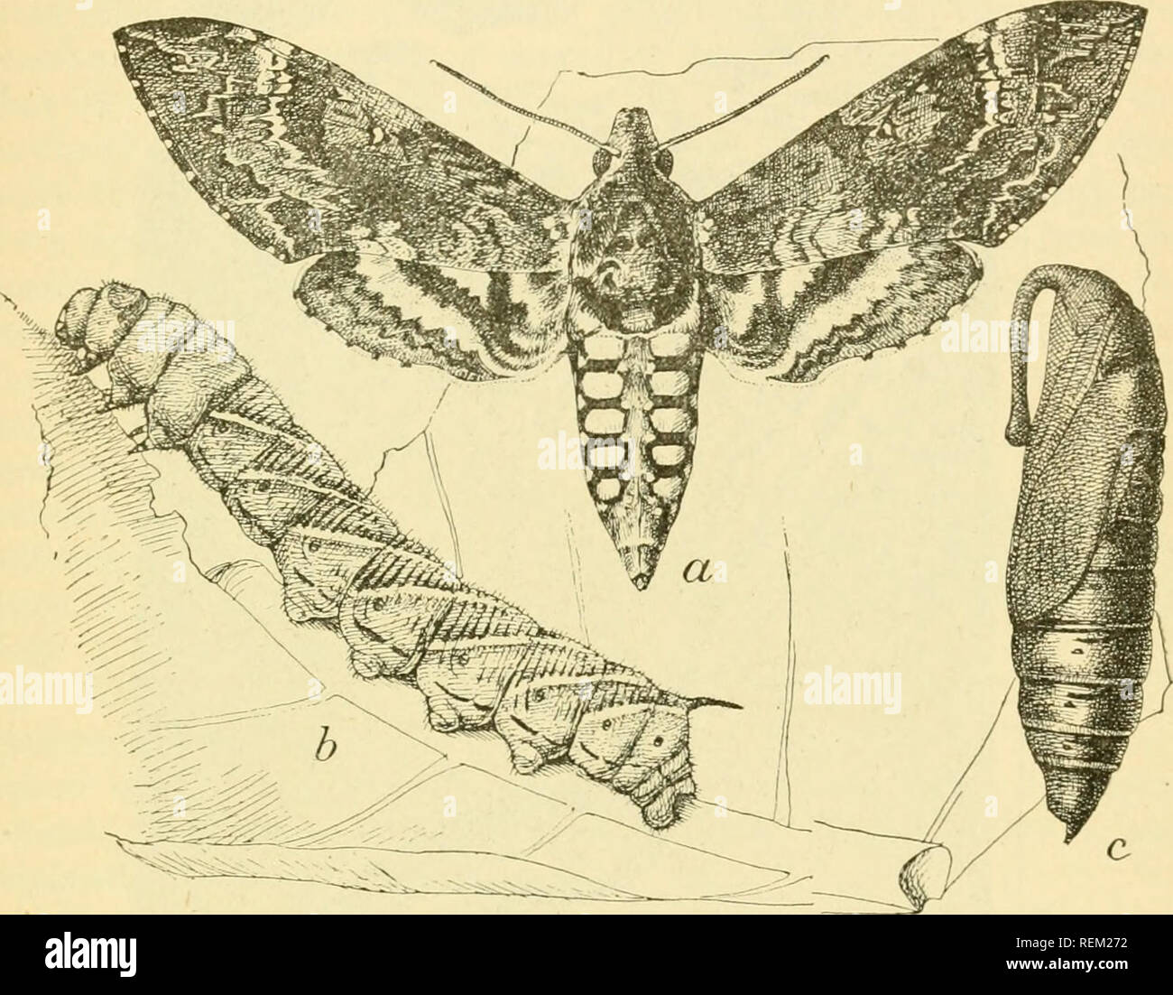 . Circular. Insect pests; Insect pests. METHODS OF CONTROLLING TOBACCO INSECTS. 7 the southern species is much the most abundant. These two species arc so nearly alike in their work, life history, and seasonal history that the remedial measures which apply to one will apply equally well to the other. The life history and seasonal history notes given in this article are from observations upon the southern species (Phlege- thontius sexta Joh.). LIFE HISTORY AND SEASONAL HISTORY. This circular does not propose to describe in detail the life history and seasonal history of the tobacco worms, but t Stock Photo