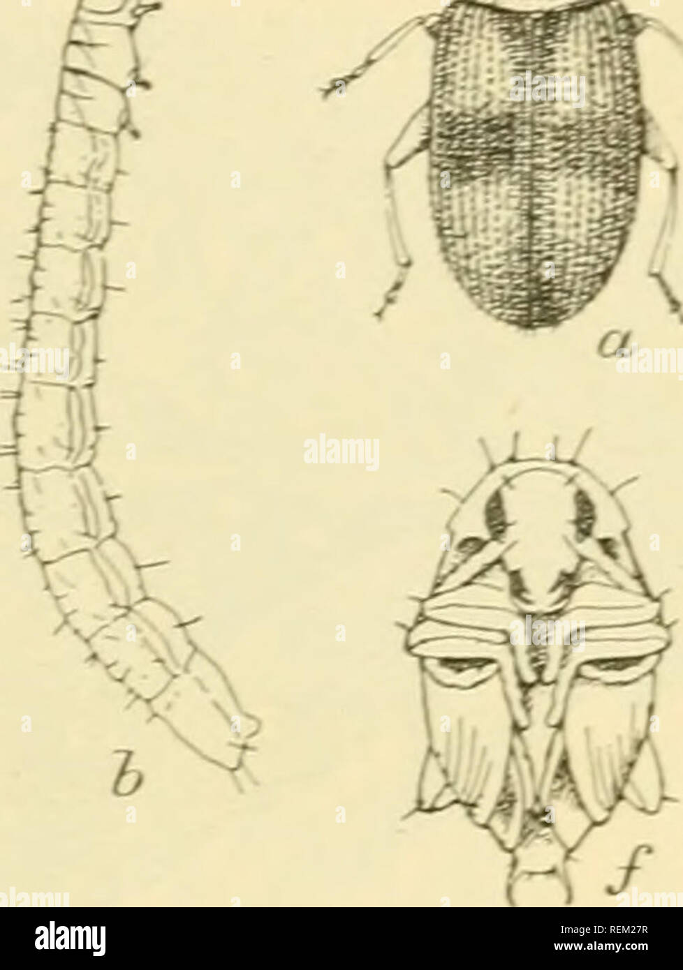 Tobacco cutworm hi-res stock photography and images - Alamy