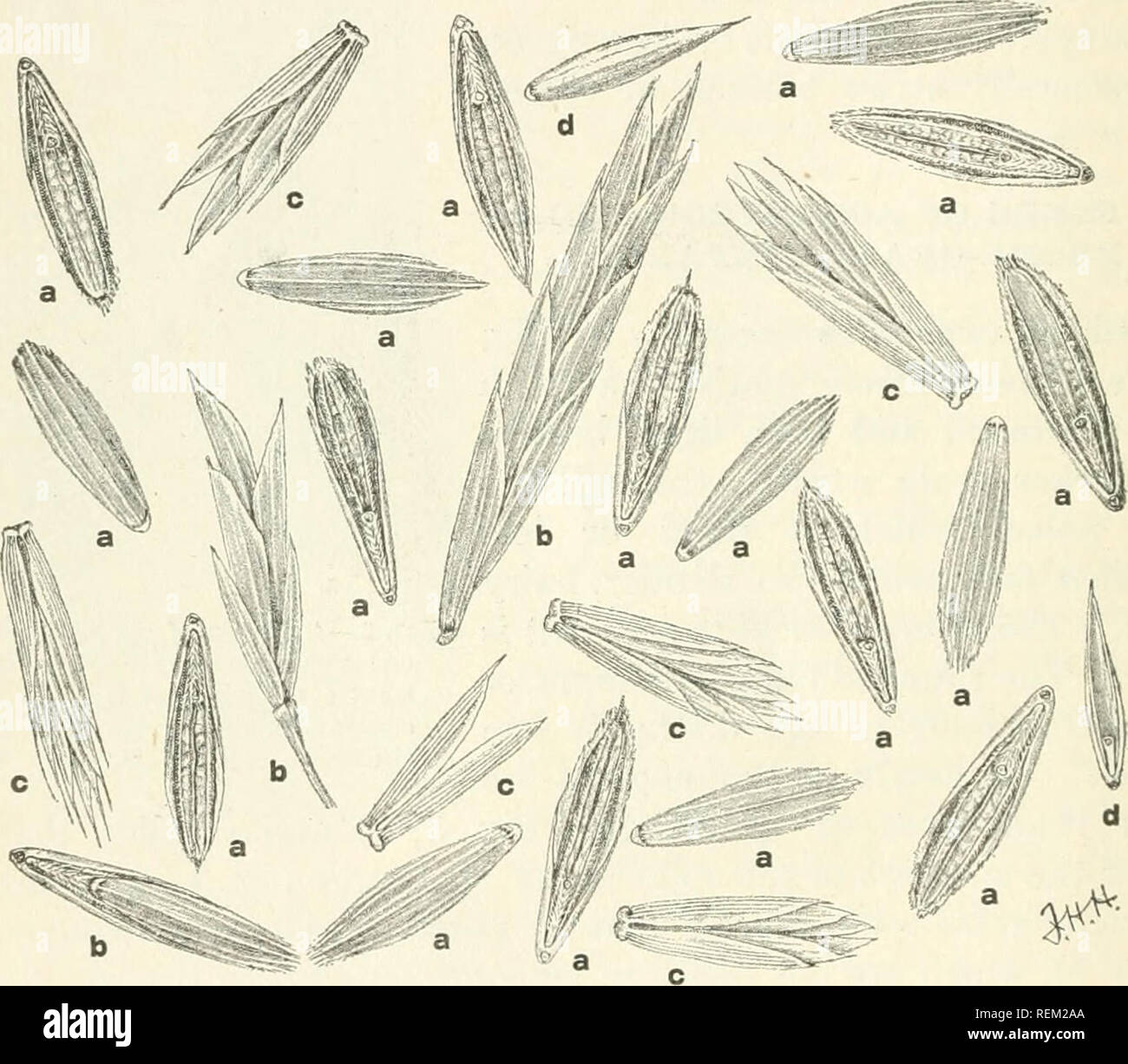 . Circular. Agriculture; Agriculture United States. 6 SEEDS OF QUACKGBASS AND OF CERTAIN