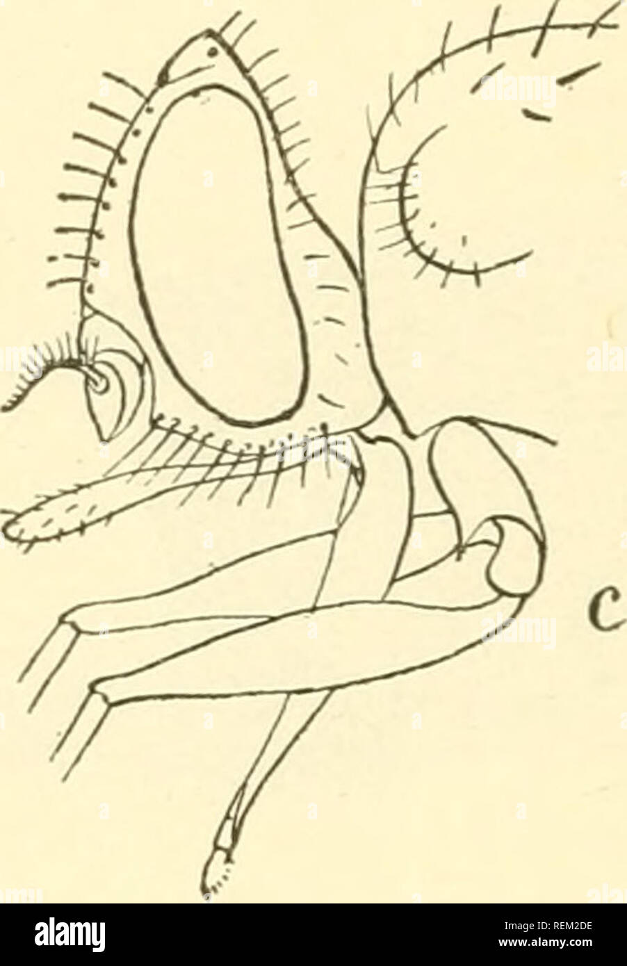 . Circular. Insect pests; Insect pests. Fig. 3.—Horn fly: o, Head of ...