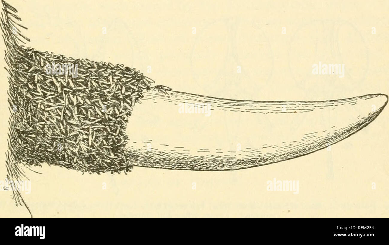 . Circular. Insect pests; Insect pests. In the feeding position the ...