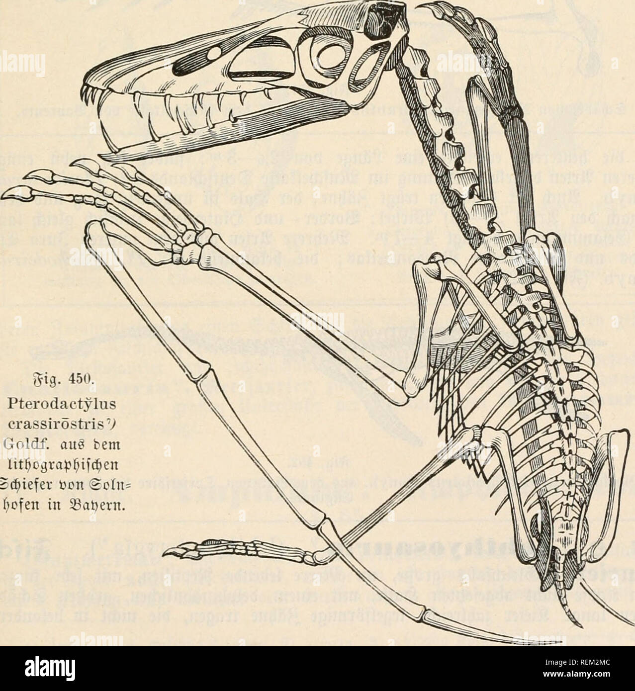 Dr. Johannes Leunis Synopsis der thierkunde. Ein handbuch fÃ¼r hÃ¶here  lehranstalten und fÃ¼r alle, welche sich wissenschaftlich mit der  naturgeschichte der thiere beschÃ¤ftigen wollen. Zoology. StuÃ¶geftorbcne  9ie|JttIicn. 597 ^^[(anjenfreffcr wav; cv