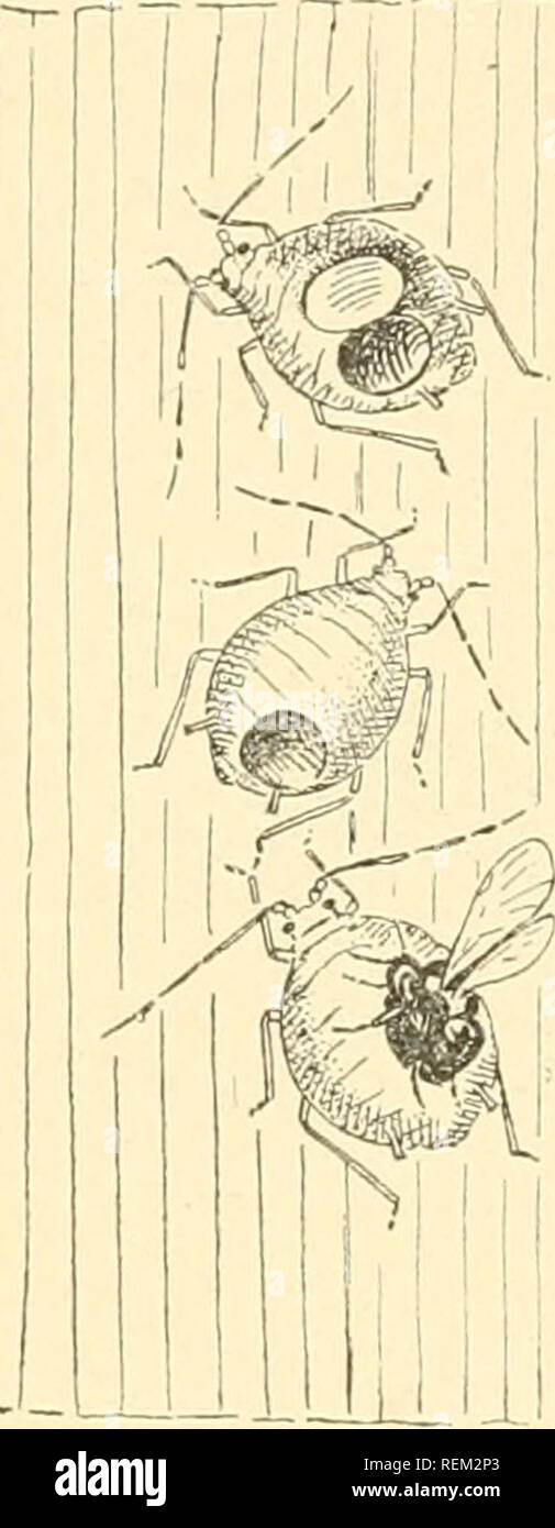 . Circular. Insect pests; Insect pests. 18 tin}^ egg. This egg hatches ...