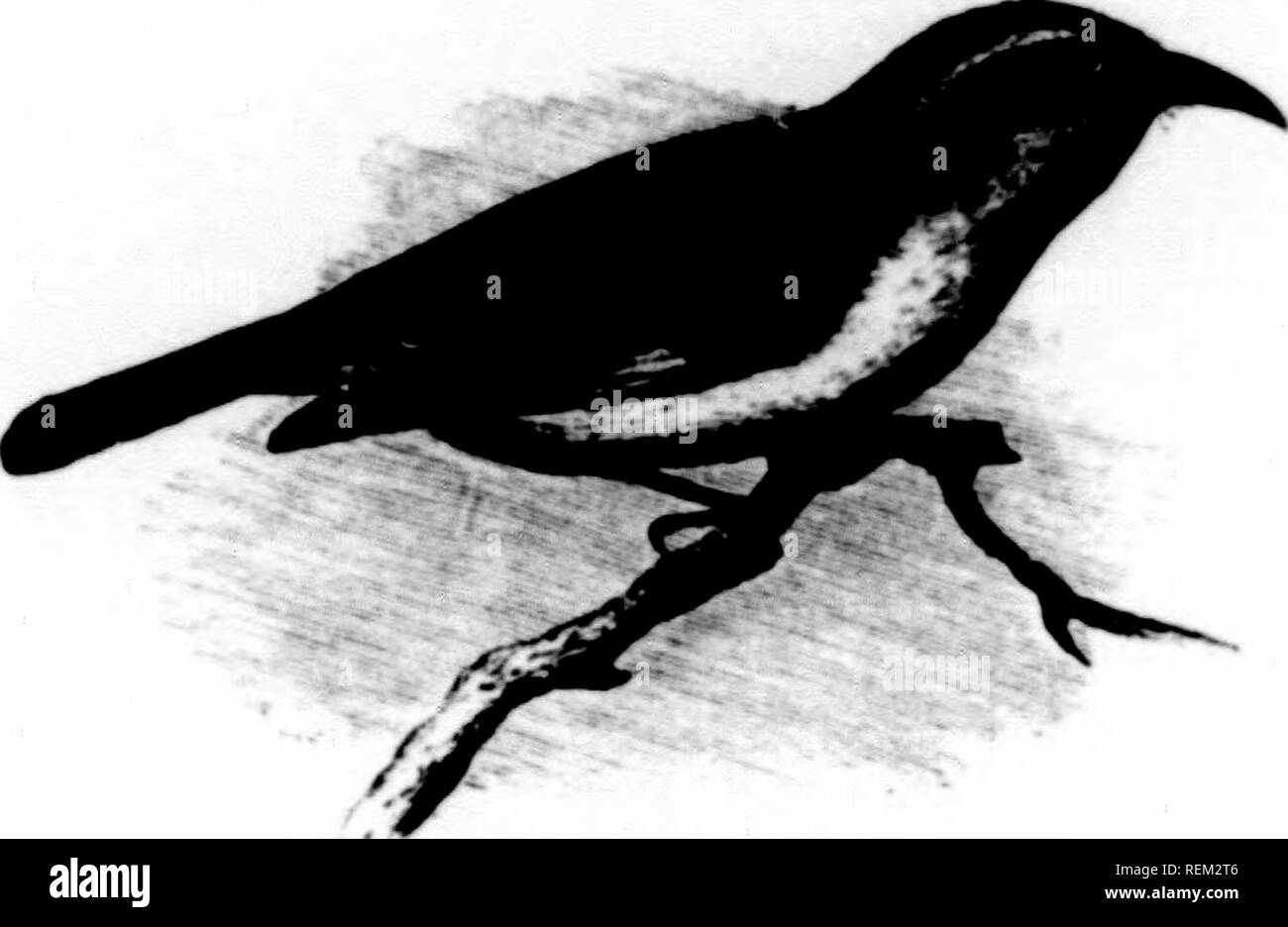 A history of North American birds [microform] : land birds. Birds