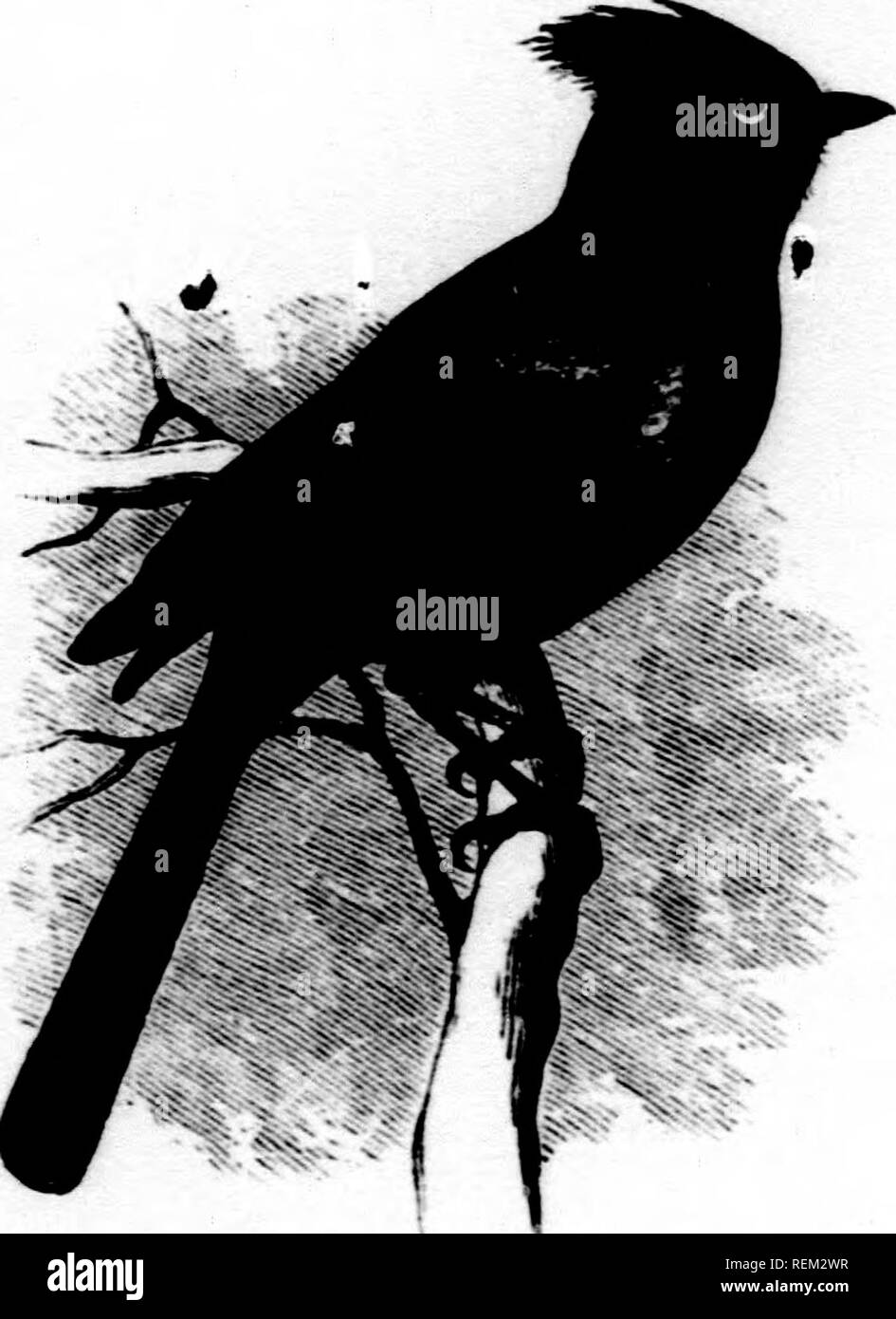 Cape Region Black And White Stock Photos Images Alamy Check out inspiring examples of silhouette artwork on deviantart, and get inspired by our community of talented artists. alamy