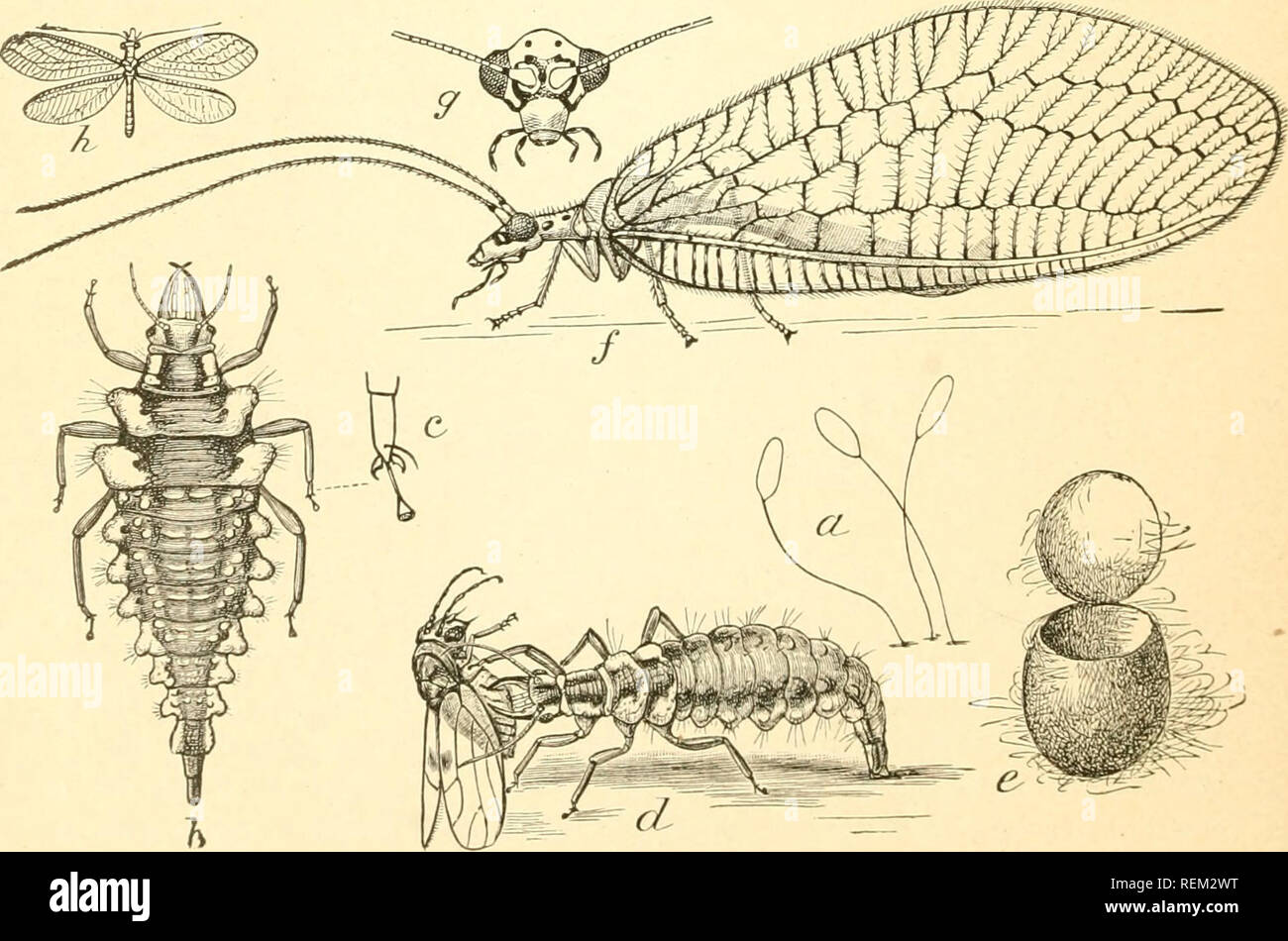 . Circular. Insect pests; Insect pests. Fig. 7.—Two-spotted ladybird {Adalia bipunctata): a, larva; h, mouth parts of same: c, claw of same: d. pupa; e, adult or beetle: /, antenna of same. A common arboreal ladybird. All enlarged Tfrom Marlatt). these agencies exert a very important i iiriuence in their control. Species of ladybirds or Coccinellidte (tig. 7), aphis lions—the larvi« of Chryso-. FiG. 8.—The golden-eyed lace-wing fly {Clirysopa orutata): a, eggs; 6, full-grown larva; r. foot of same; d, larva devouring an insect; e, cocoon;/, adult insect: fj, liead of same; h, adult, natural si Stock Photo