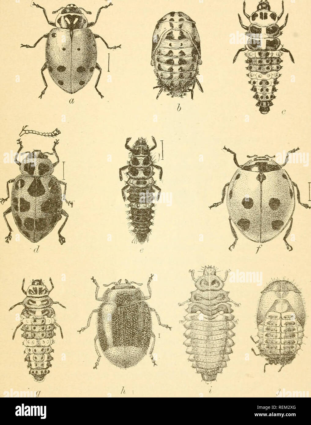 . Circular. Insect pests; Insect pests. quently mistaken for the parent of the aphides. Another very efficient enemy, the nine-spotted ladybird, is shown in figure 3,,/, r/. One of the most abundant s^^rphus-fly enemies is illustrated by figure 4.. Fig. d.—a, Adult of convergent ladybird {Hippodamia convergens); b, pupa of same; c, larva of same; d, adult of spotted ladybird {Megilla maculata); e, larva of same; /, adult of nine-spotted ladybird (Coccinclla 9-notata); g, larva o-f same; h, adult of Scymnus terminatus; i, larva of same; J, pupa of same. All enlarged; size indicated by hair line Stock Photo