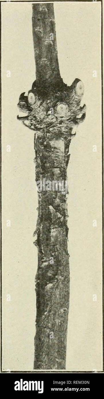 . Circular. Agriculture; Agriculture -- United States. Fig. 2.—a -l-ycar-olcl white-piiie tree with chermes causing scaly bark. The chermes are still present, the white areas being their colonies. Fig. 3.—a 4-year-old white- pine tree with chermes causing scaly bark. The chermes have died out. At the left and below is the scar caused by some mechanical injury. for verification of his identification of the fungus. Further, the 1 Spaulding, Perley. The blister rust of white pine. U. S. Department of Agriculture, Bureau of Plant Industry, Bulletin 206, S8 pp., 5 figs., 2 pis., 1011. 2 Clinton, G. Stock Photo