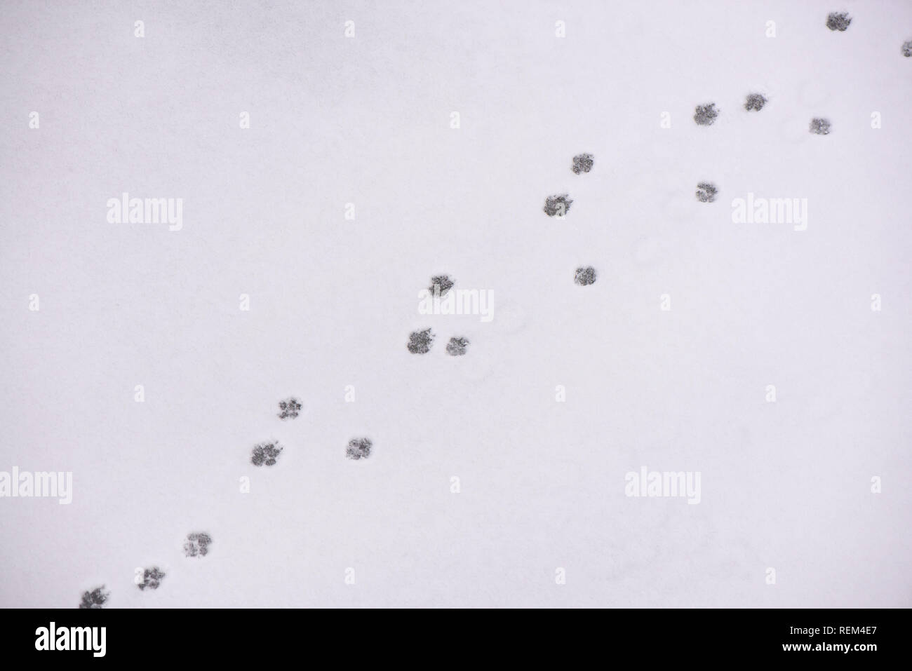 Traces Of Animals In Snow Deer Moose Wolf Fox Dog Cat Paws Footprints In The Forest Concept Of Hunting And Shooting Wild Animals Migration And Stock Photo Alamy Traces Of Animals In Snow Deer Moose Wolf Fox Dog Cat Paws Footprints In The Forest Concept Of Hunting And Shooting Wild Animals Migration And Stock Photo Alamy