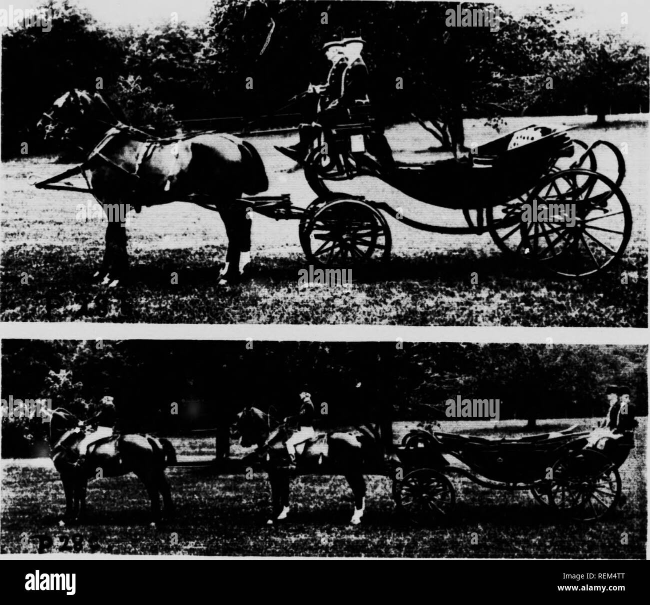 Modern Horse Management Microform Horses Horses Chevaux Chevaux Z 0 A A A A Fe Et Ijsr Tvpfcls Of B Nt Ed Tails Lundocked A Comrlesy M I K E D C H Slehurst Cholo Author