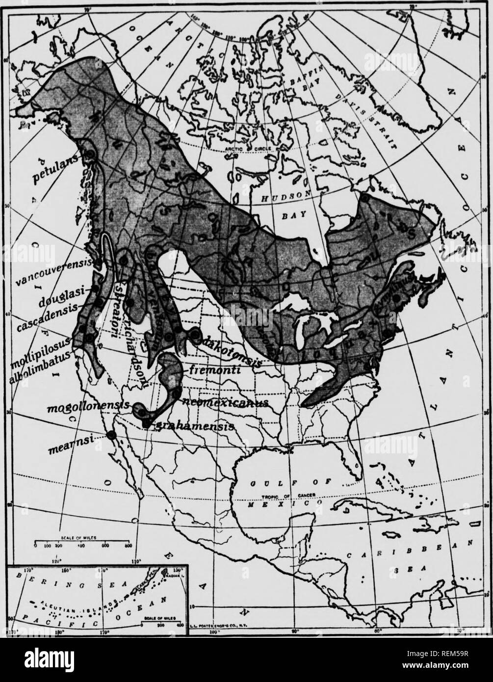 . Life-histories of northern animals [microform] : an account of the mammals of Manitoba. Mammals; Mammals; Mammifères; Mammifères. MAP 13—RAlfGE OF THE HORTH AMERICAIT RED-SQUIRRELS. Thij map is founded chiefly on Dr I. A. Allen's Revision of the Chickarees (1898). with assistance (roin ihe records by O. Bann, R. Macfjriane, li V. Ntii.,ii, .u^uU.n ina liachmin, S. N. Rhoads. G. S. Miilcr, C. Hurt M^nmn, W H Osgr.-.l, R A. Preble 11 must be considered diagrammatic and provisional. The facta are not yet available to make an absolute map of distribution. Fo| th« sake of clearness the ranges a Stock Photo