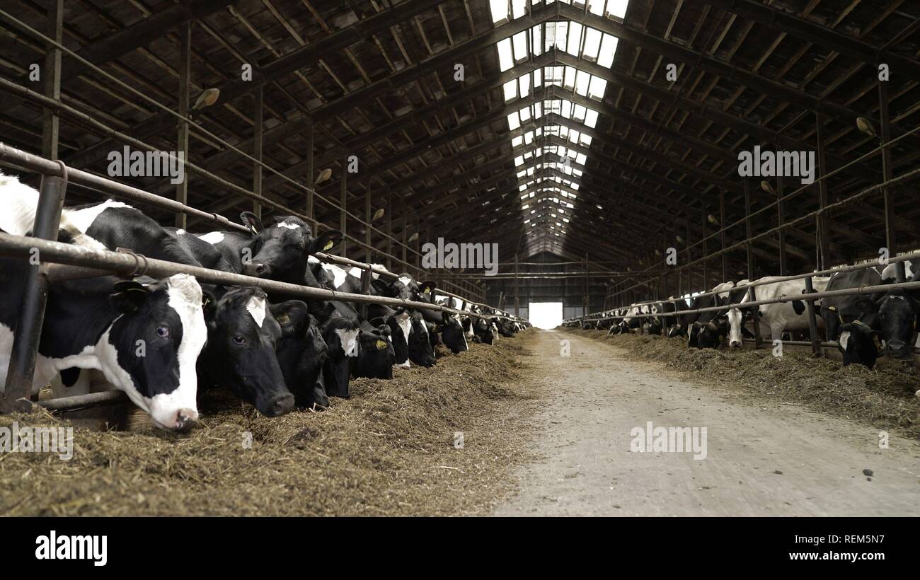 Cows feeding process on modern farm. Close up cow feeding on milk farm. Cow on dairy farm eating hay. Cowshed Stock Photo