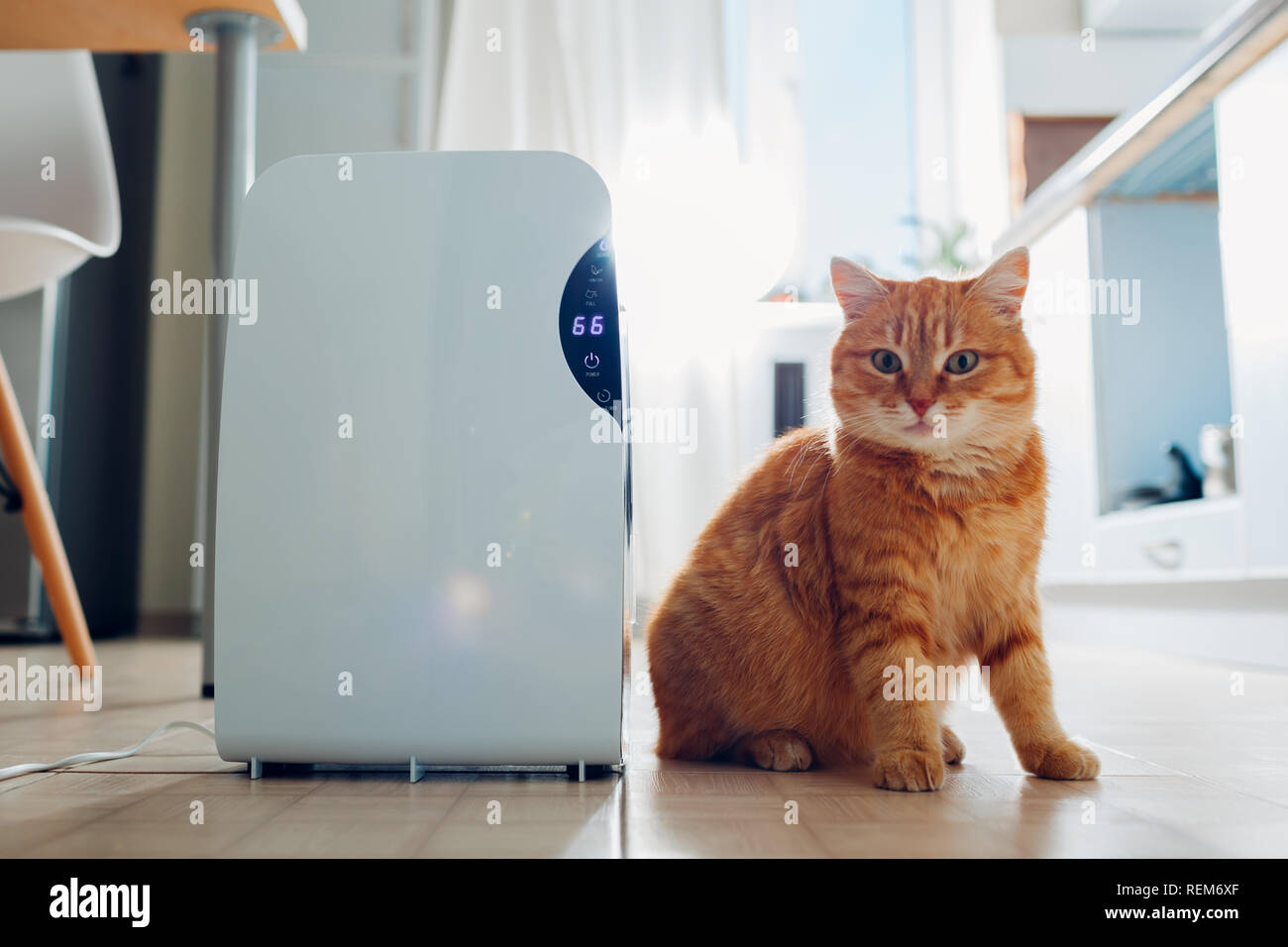 Dehumidifier with touch panel, humidity indicator, uv lamp, air ionizer