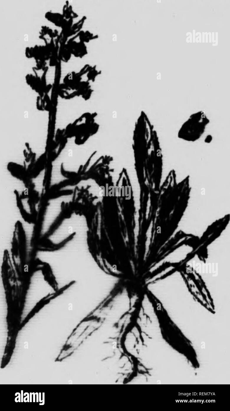 . Common weeds of Canada [microform] : a pocket guide. Weeds; Mauvaises herbes, Lutte contre les; Weeds; Mauvaises herbes. 74 COMMON WEEDS OF CANADA VIPERS BUGLOSS, BUUEWRRP. OR BI^UE DKVa. Echium vulgare, (L,), Fre?t'^h;rsH?iv;;&quot;i' '-'r&quot;^^^?'^&quot;^ t ? great distance. Stem.- .1 ''&quot;si'y-'iairy, U-H inches. Leaves.- Sessile linpir ,.r •-te'-Tn'cr'&quot;&quot;^' »P!-and lower surface hair;: 'piowe Frnif • • ^' ''''• &quot;V&quot;'^''&quot;&quot;''' arranged in short lateral clusters Fruit-Four seed-like nutlets in each ovary Seeds Hard' gray-lm.wn, ,•„ inch long, angularly coni Stock Photo
