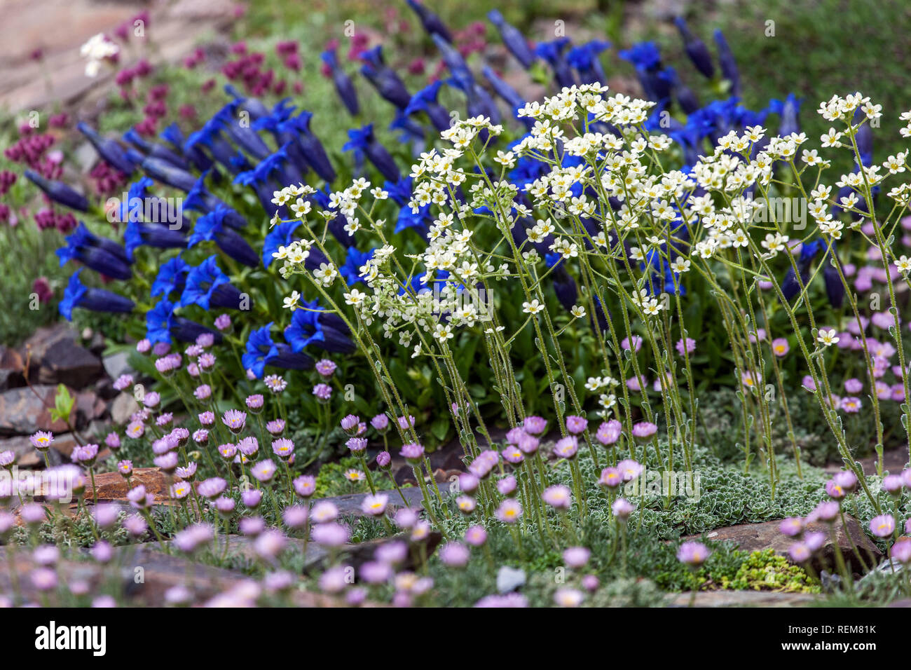 Plants in rockery garden, Blue Stemless Gentian Alpine Saxifrage, ground cover plants in garden alpine plants Stock Photo