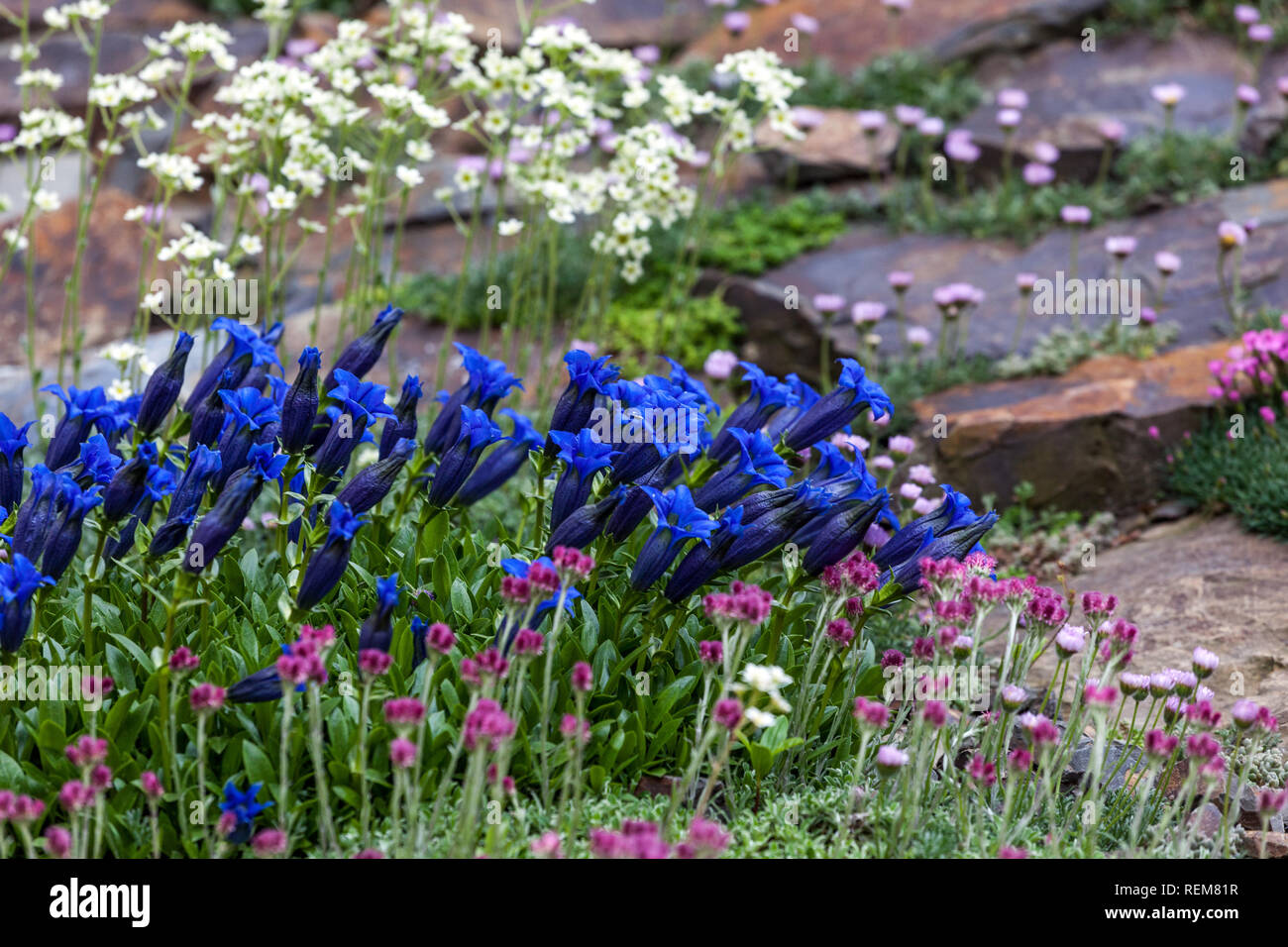 Plants in rockery garden, Blue stemless Gentian Stock Photo Alamy