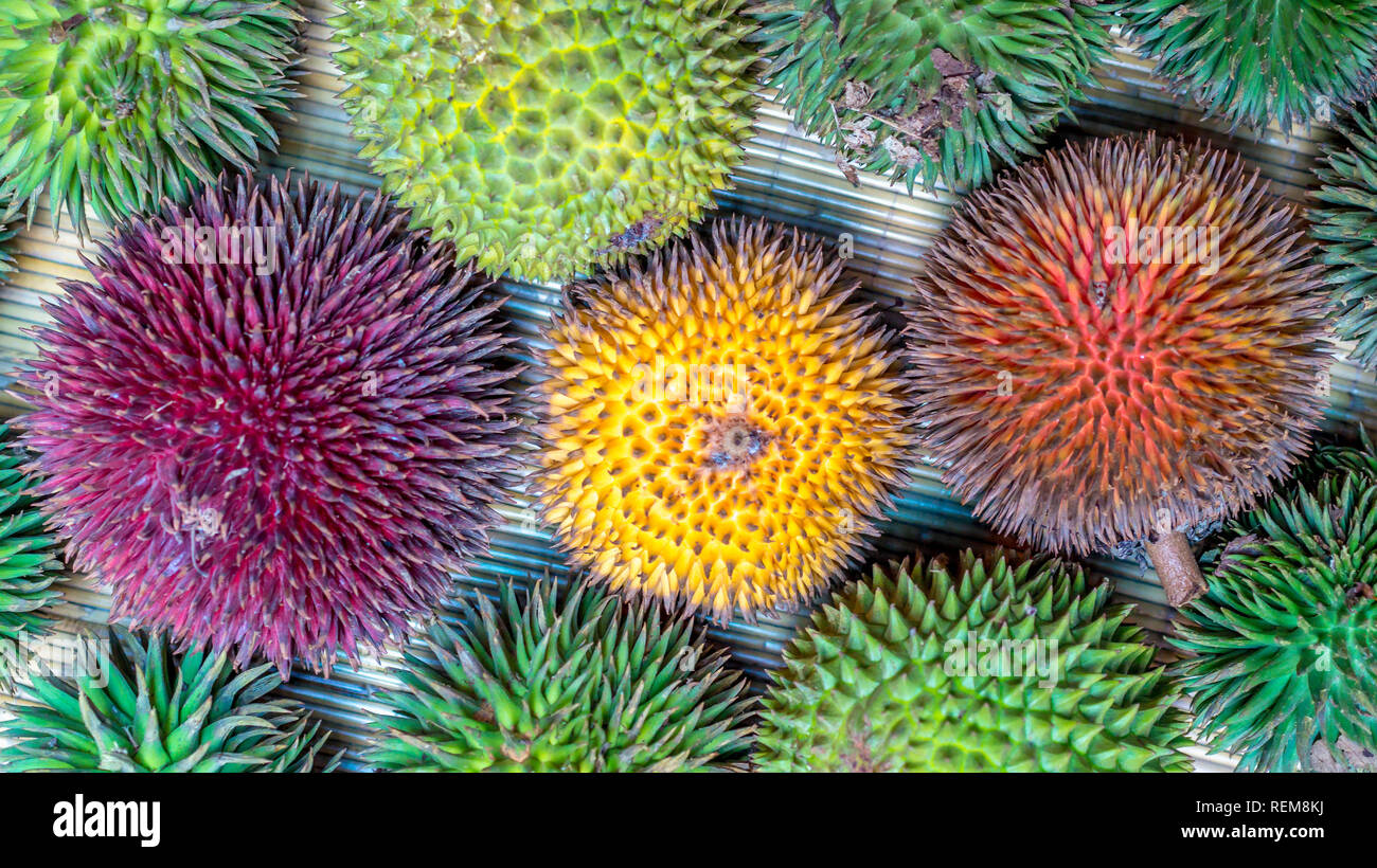 various type of Durian that grow in Borneo Stock Photo - Alamy