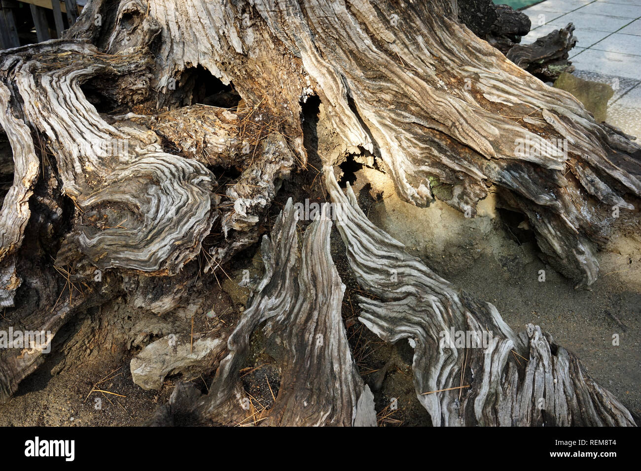 Knarled and decaying tree trunk in Japan Stock Photo