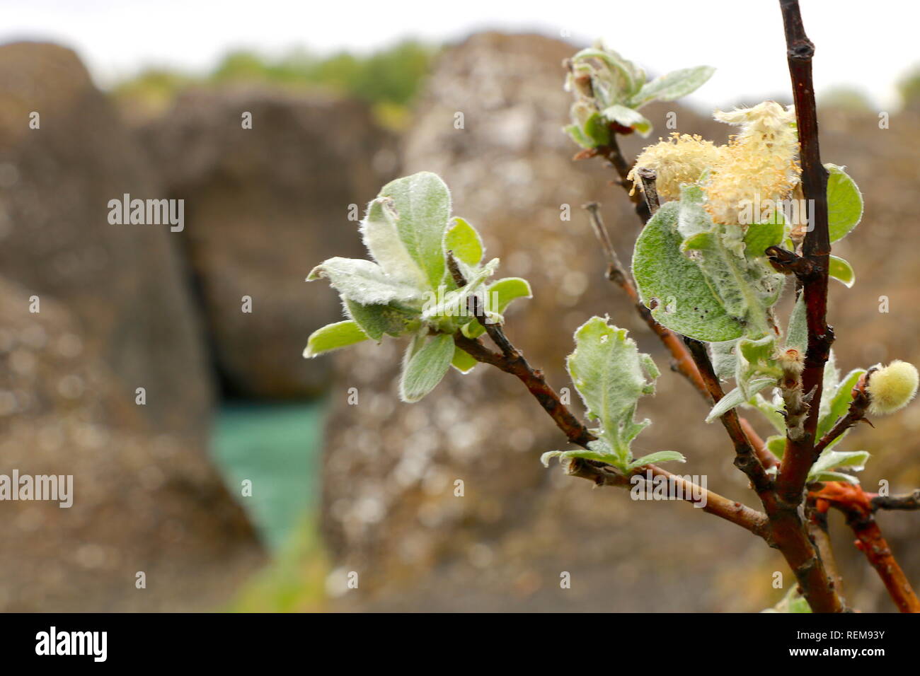 grüne Pflanzen am Rande eines Canyons in Island Stock Photo