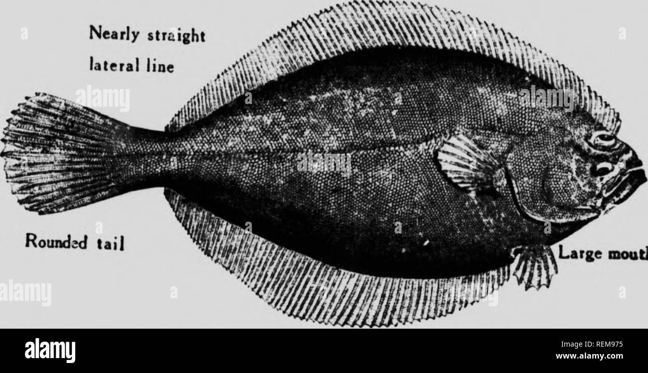 Histories of new food fishes [microform] : I. the Canadian plaice