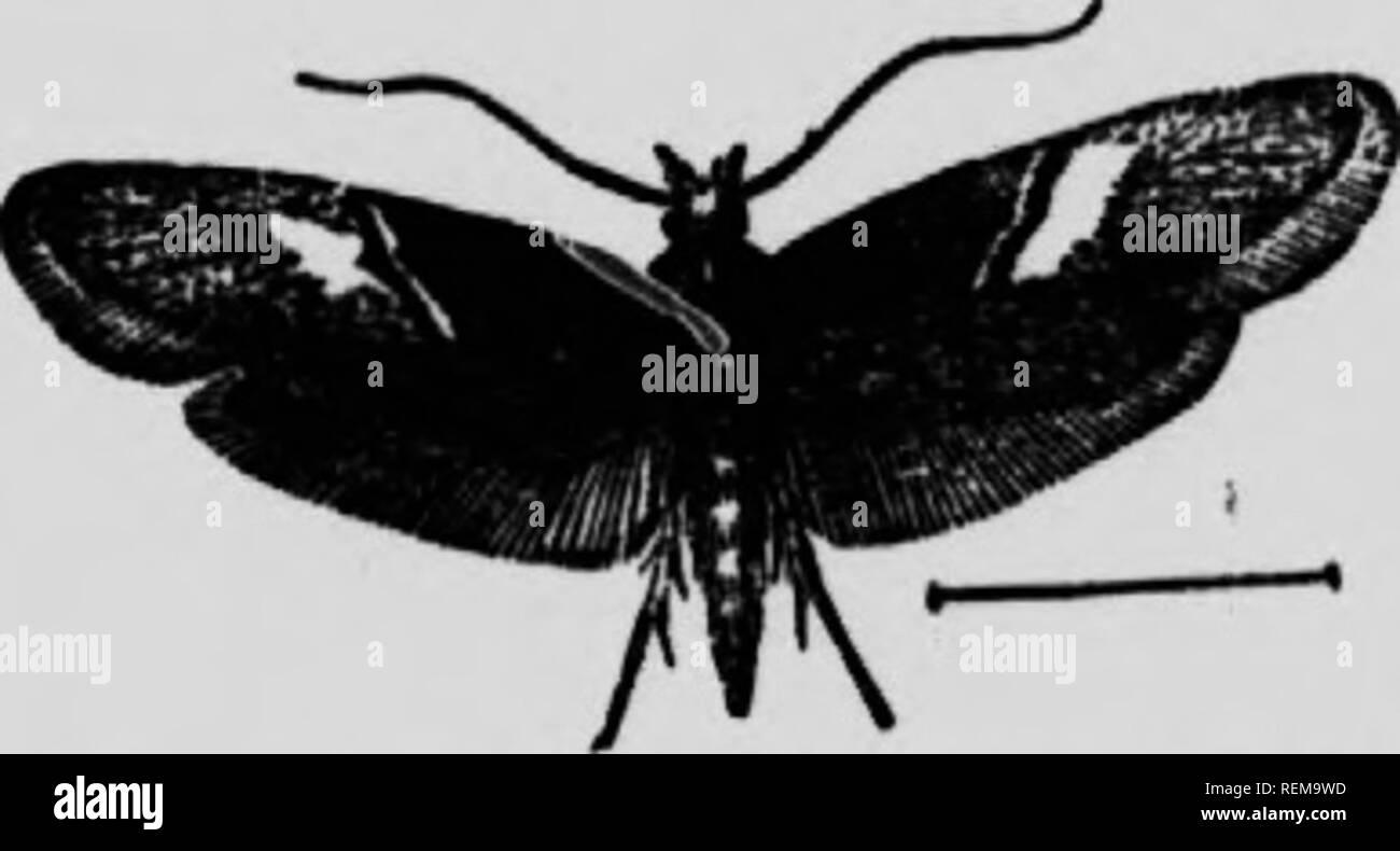 Pictures Of Moths In North America