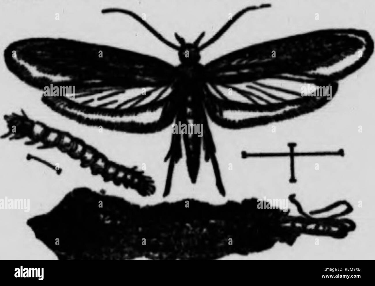 . The moth book [microform] : a popular guide to a knowledge of the ...