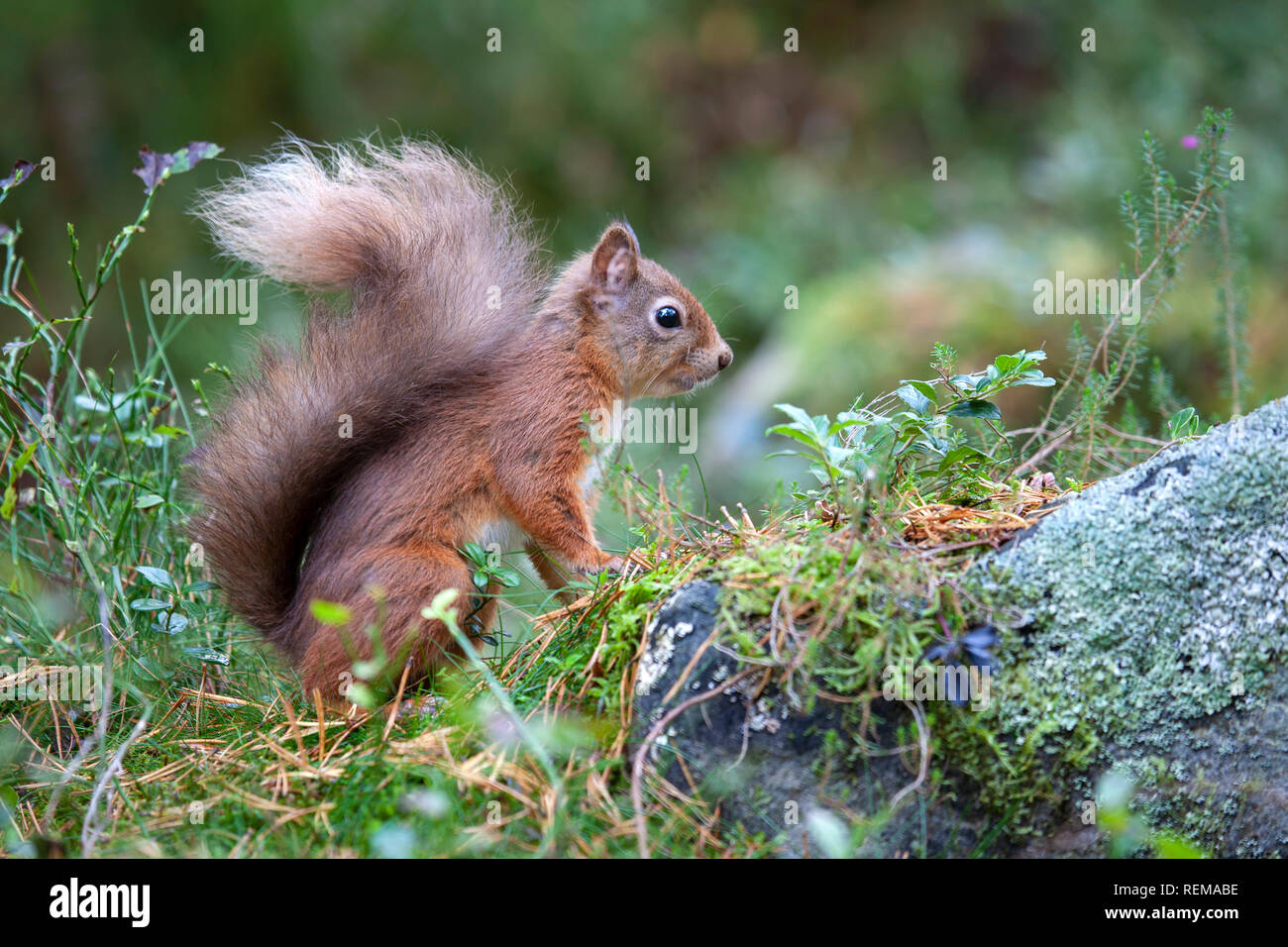 Bushy tailed red squirrel close up Sciurus vulgaris in profile  on the ground among mosses and forest plants Stock Photo