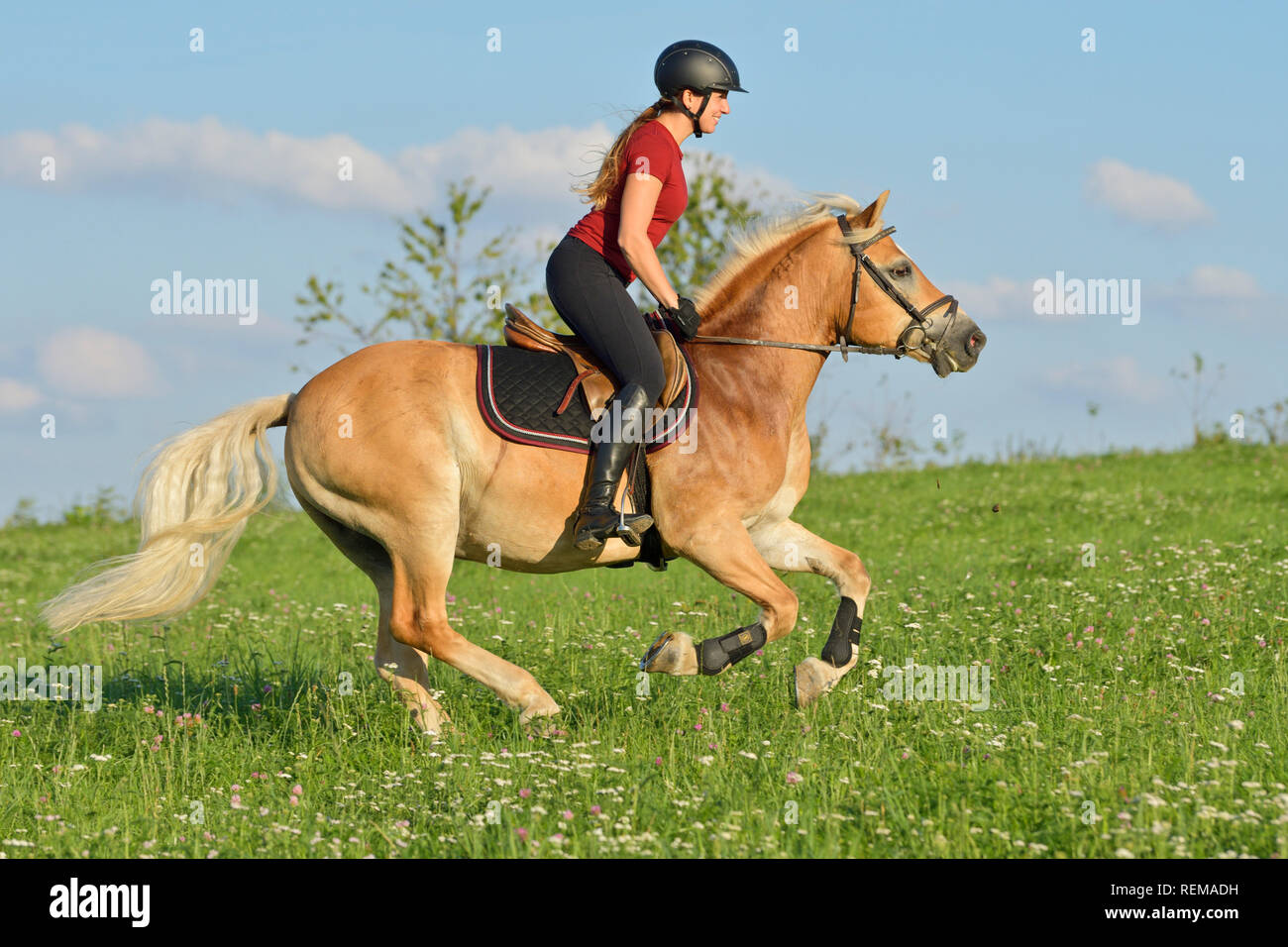 Rider on back of Haflinger horse cantering in a meadow Stock Photo Alamy
