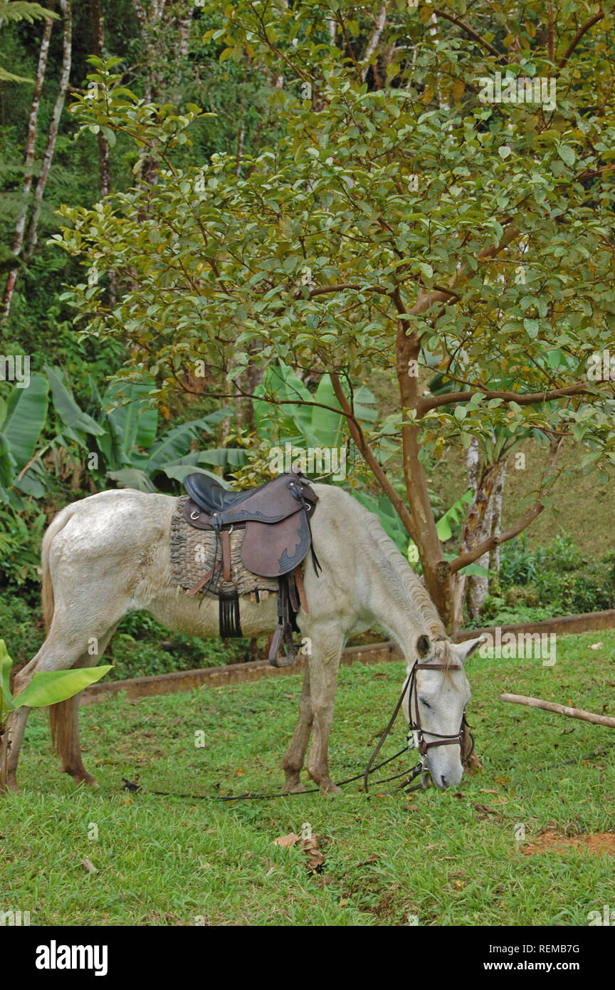 White horse grazing Stock Photo