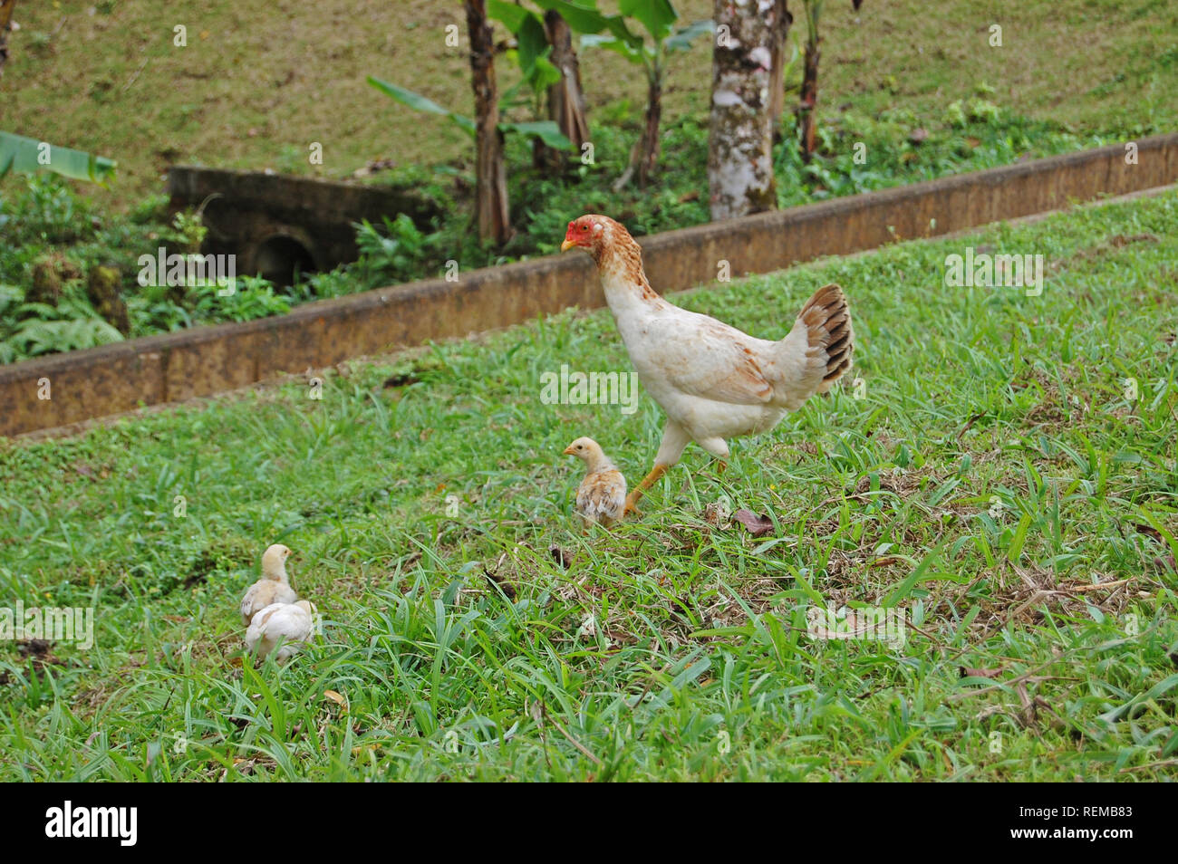 Chicken and chicks Stock Photo