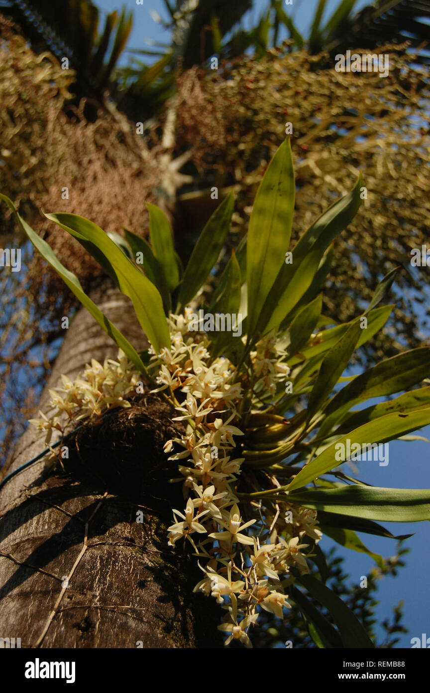 Orchid on palm tree, close up Stock Photo Alamy
