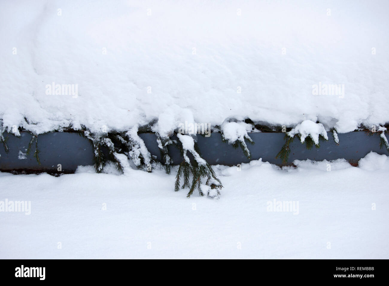 Flower beds in Gatchina Park are covered with fir branches protecting plantings from frost. Snow drifts after snowfall Stock Photo